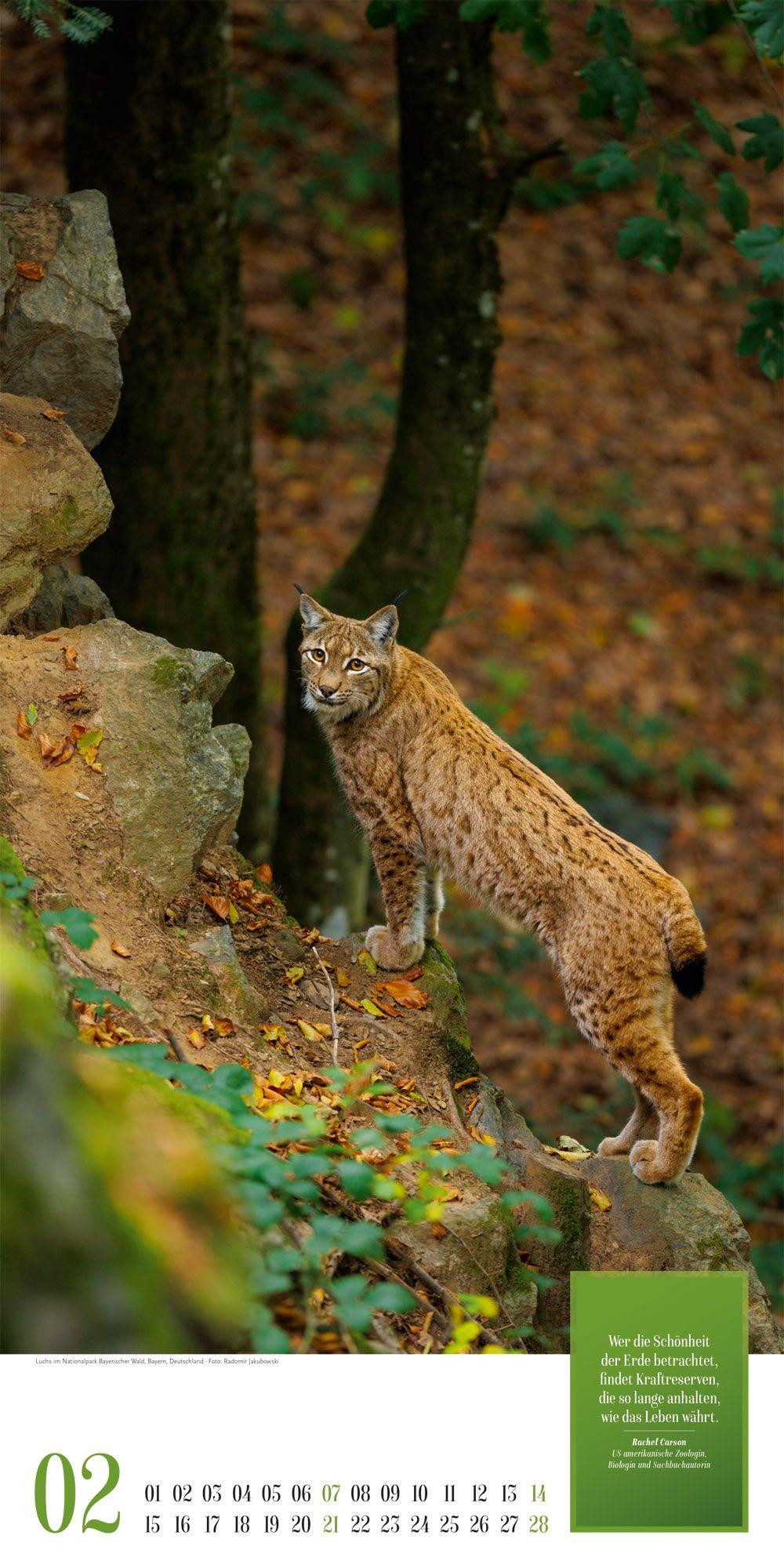 Beispielinhalt (Bild) Mythos Wald Literatur-Kalender 2027