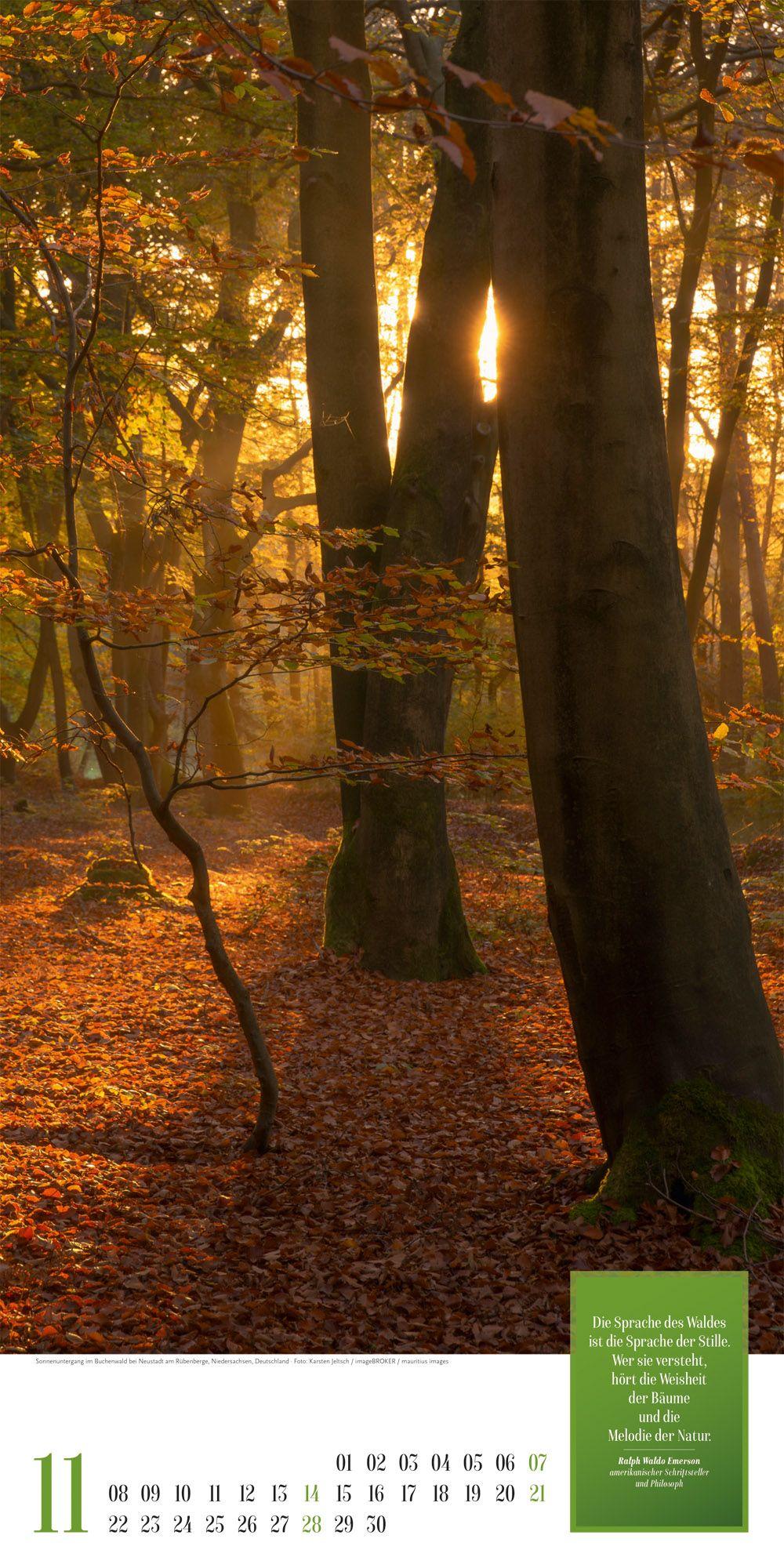 Beispielinhalt (Bild) Mythos Wald Literatur-Kalender 2027