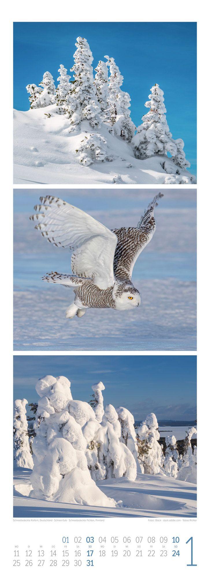 Beispielinhalt (Bild) Waldleben Triplet-Kalender 2027 | Spaziergang durch heimische Wälder