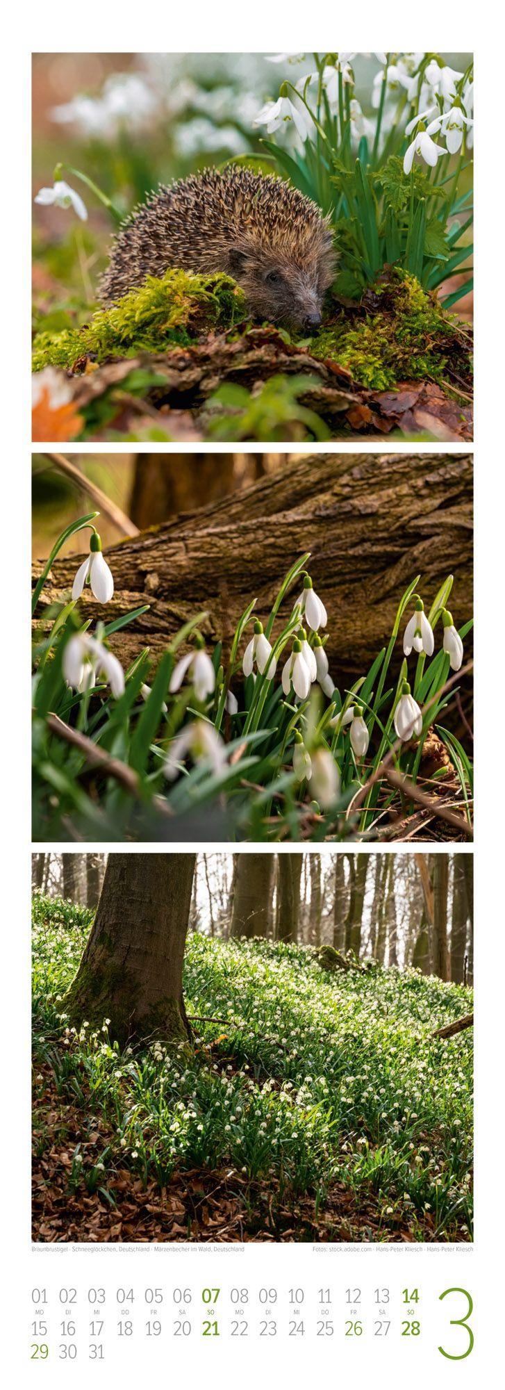 Beispielinhalt (Bild) Waldleben Triplet-Kalender 2027 | Spaziergang durch heimische Wälder