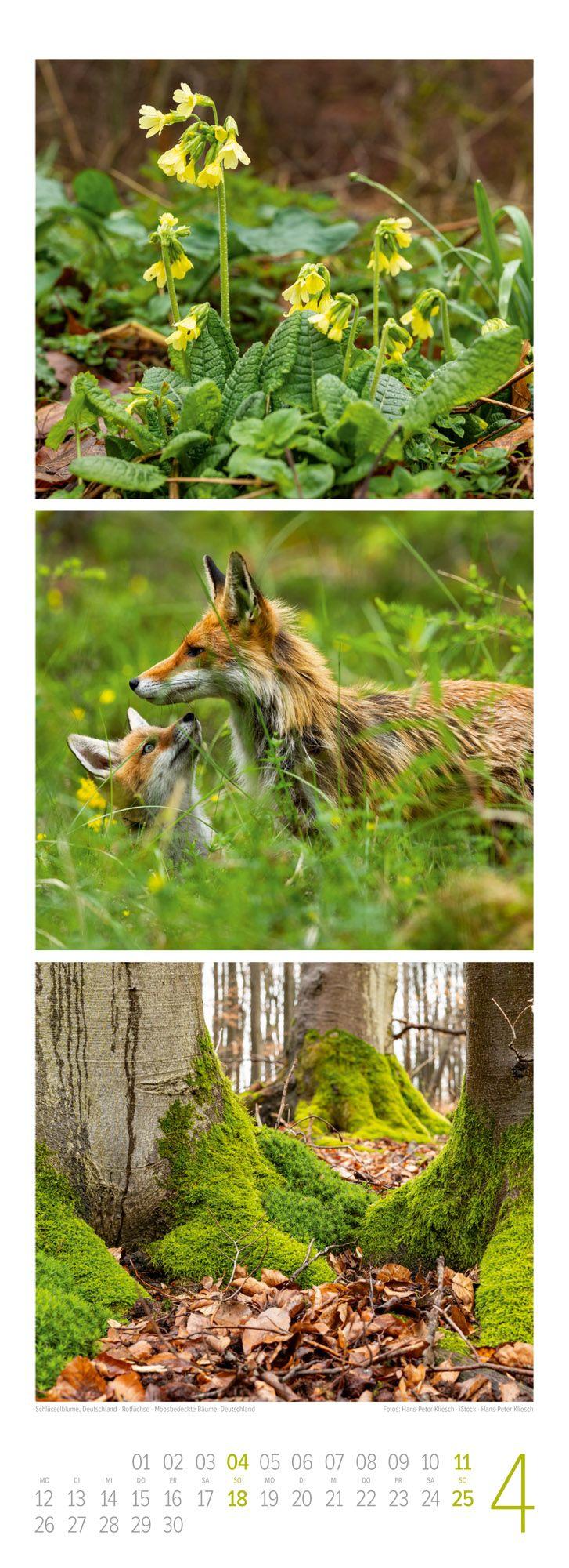 Beispielinhalt (Bild) Waldleben Triplet-Kalender 2027 | Spaziergang durch heimische Wälder