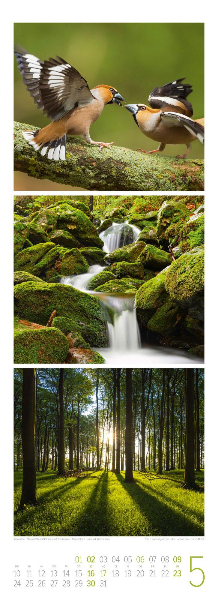 Beispielinhalt (Bild) Waldleben Triplet-Kalender 2027 | Spaziergang durch heimische Wälder