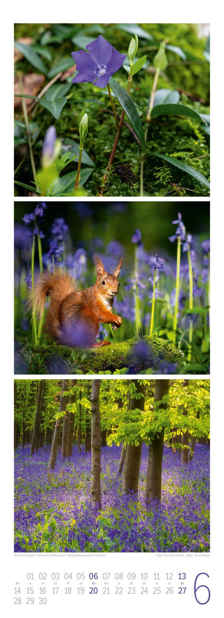 Beispielinhalt (Bild) Waldleben Triplet-Kalender 2027 | Spaziergang durch heimische Wälder