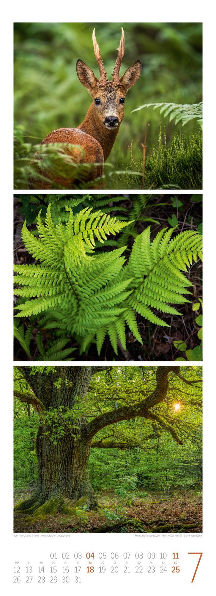 Beispielinhalt (Bild) Waldleben Triplet-Kalender 2027 | Spaziergang durch heimische Wälder