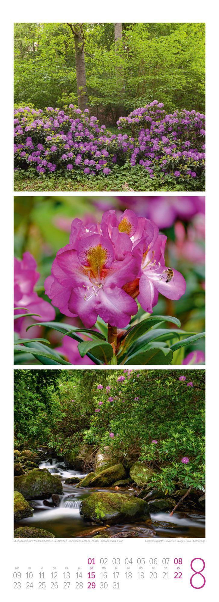 Beispielinhalt (Bild) Waldleben Triplet-Kalender 2027 | Spaziergang durch heimische Wälder