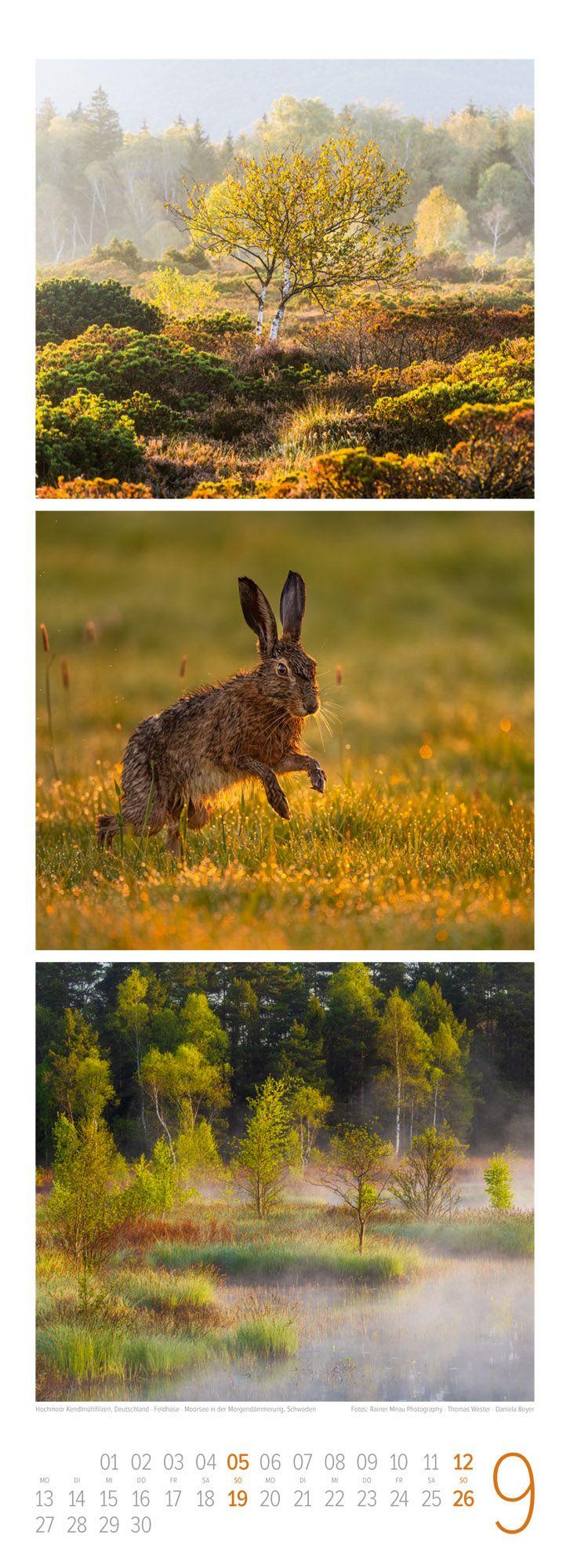 Beispielinhalt (Bild) Waldleben Triplet-Kalender 2027 | Spaziergang durch heimische Wälder