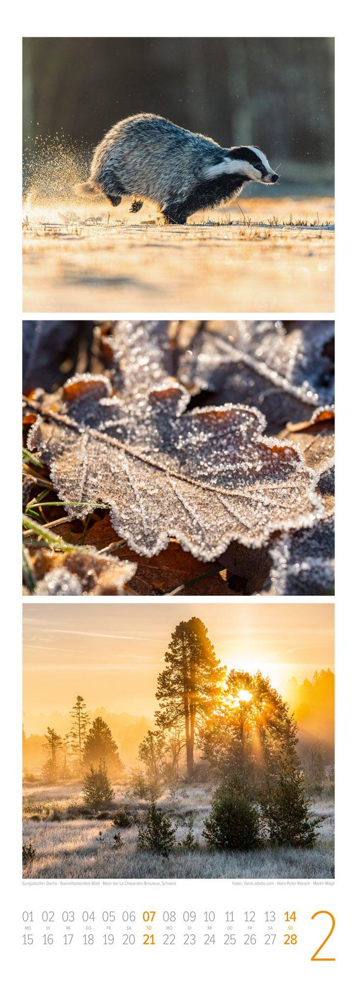 Beispielinhalt (Bild) Waldleben Triplet-Kalender 2027 | Spaziergang durch heimische Wälder