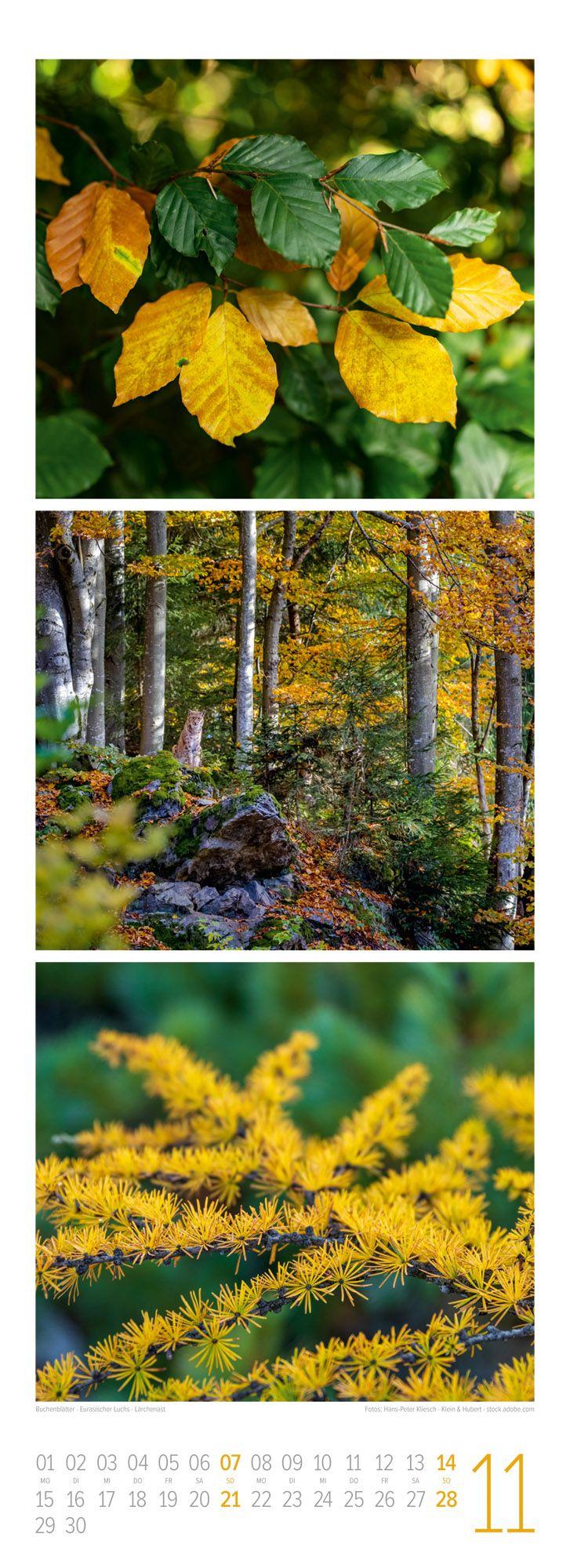 Beispielinhalt (Bild) Waldleben Triplet-Kalender 2027 | Spaziergang durch heimische Wälder