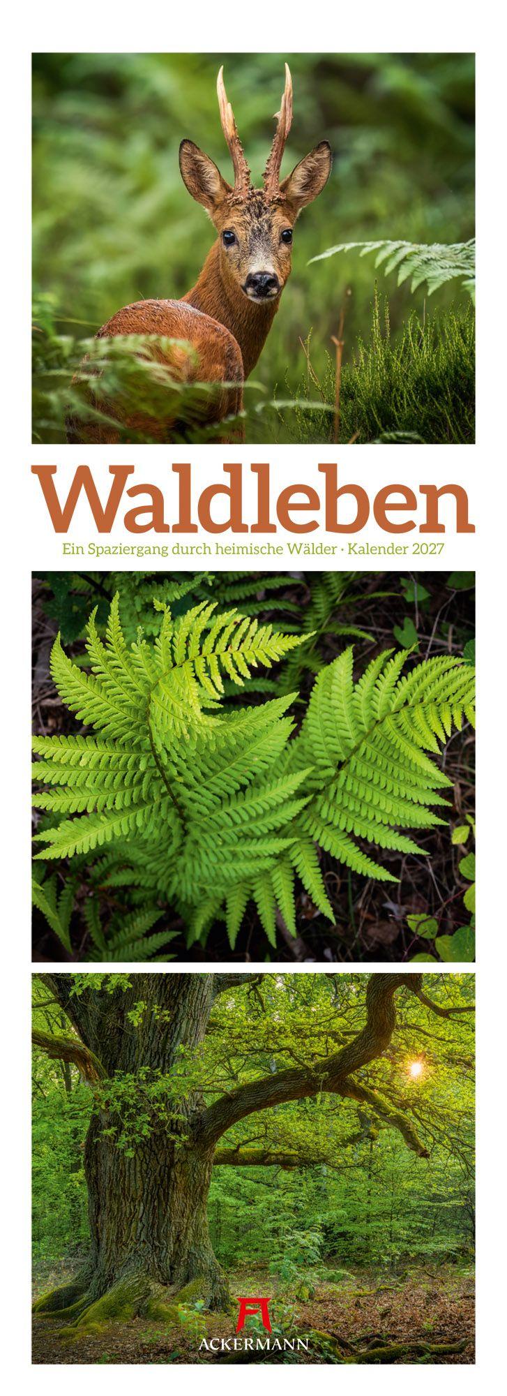 Vorderes Coverbild Waldleben Triplet-Kalender 2027 | Spaziergang durch heimische Wälder