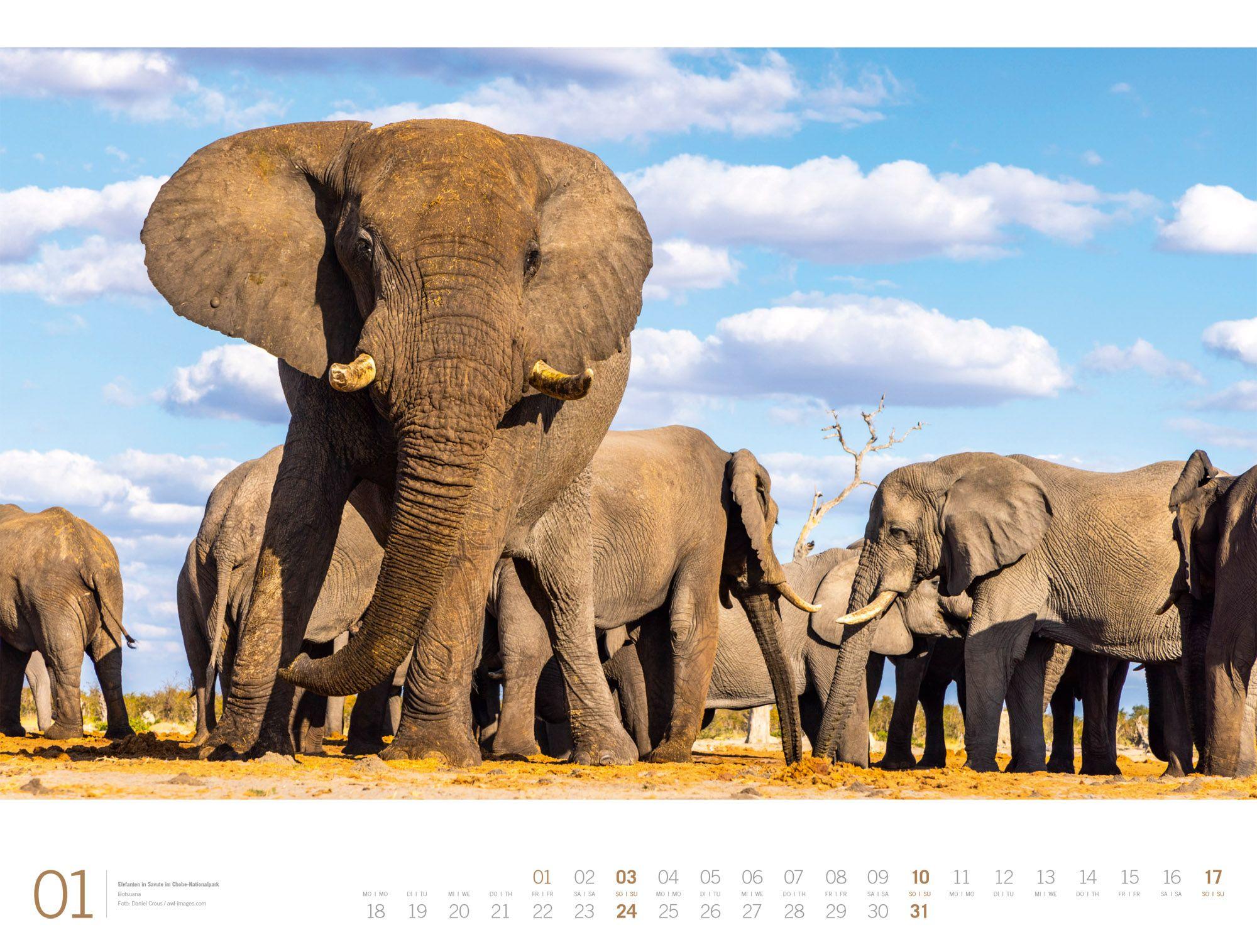 Beispielinhalt (Bild) Afrika Gallery Kalender 2027