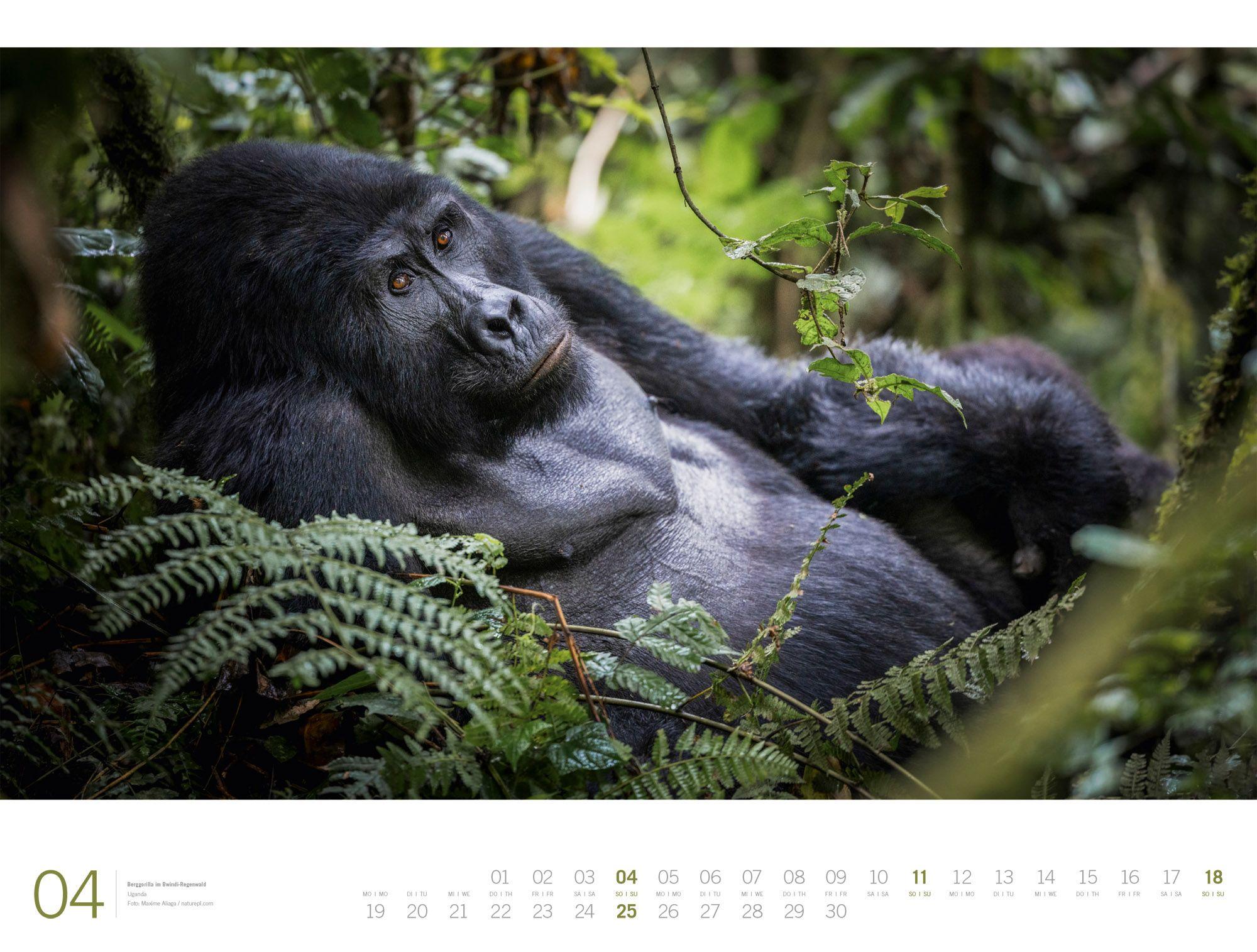 Beispielinhalt (Bild) Afrika Gallery Kalender 2027