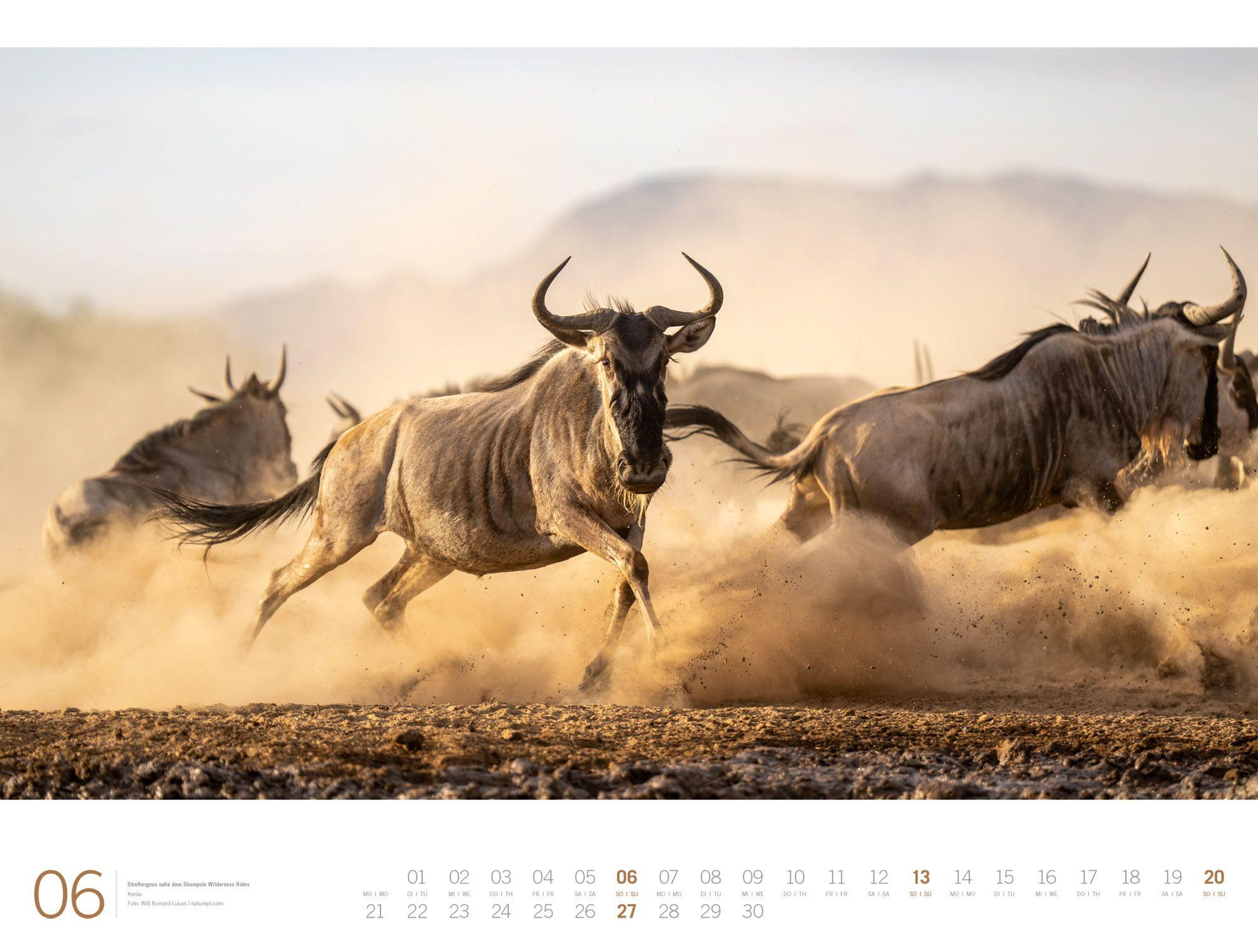 Beispielinhalt (Bild) Afrika Gallery Kalender 2027