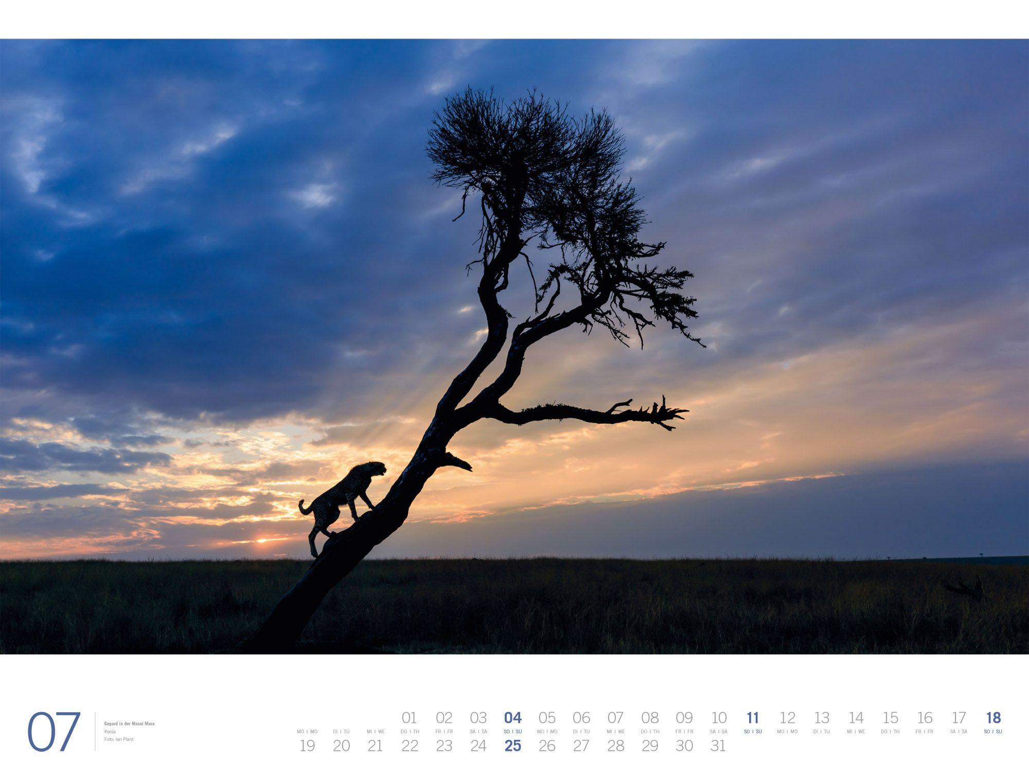 Beispielinhalt (Bild) Afrika Gallery Kalender 2027