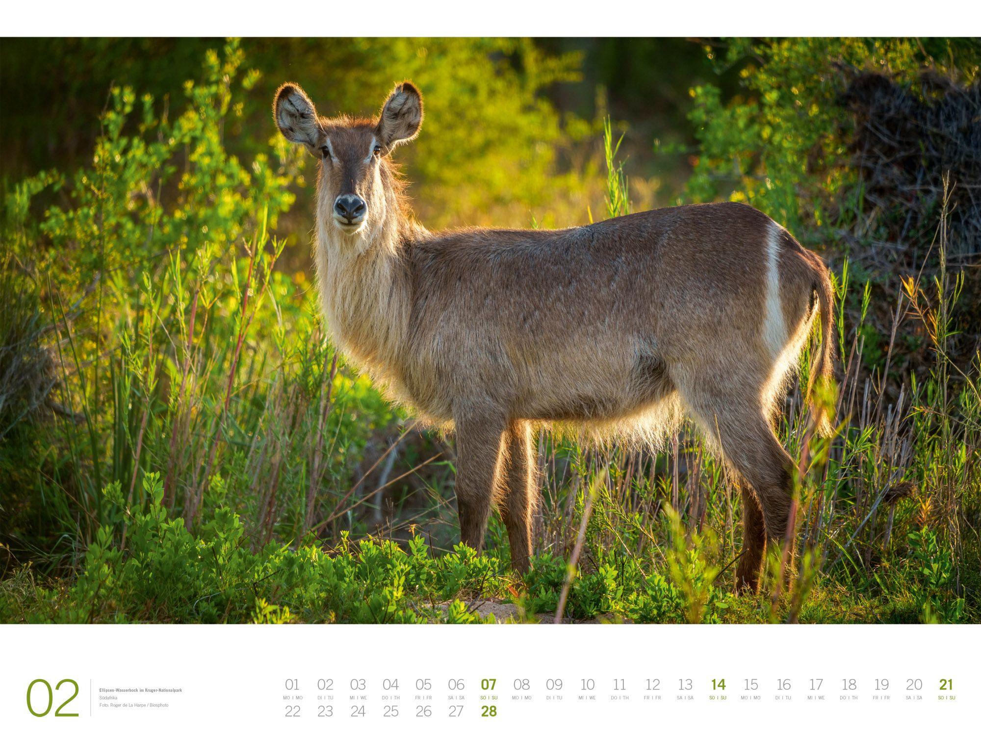 Beispielinhalt (Bild) Afrika Gallery Kalender 2027