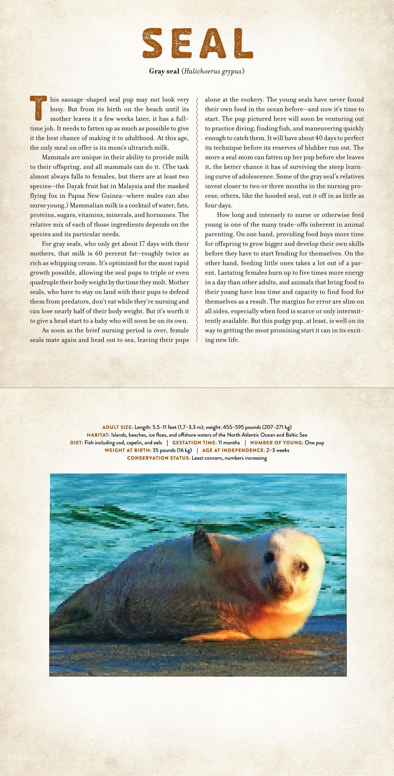 Beispielinhalt (Bild) Babies