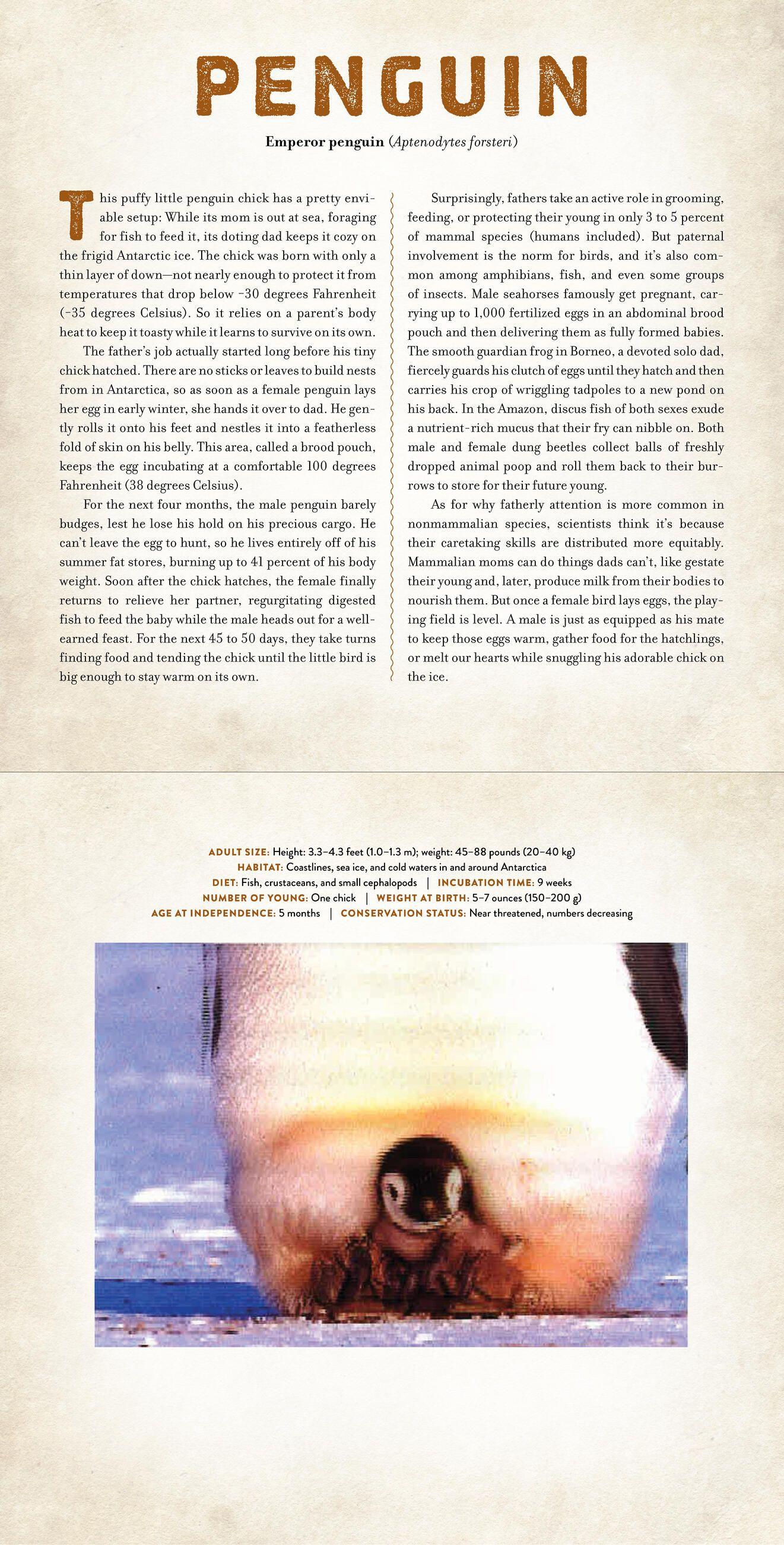 Beispielinhalt (Bild) Babies