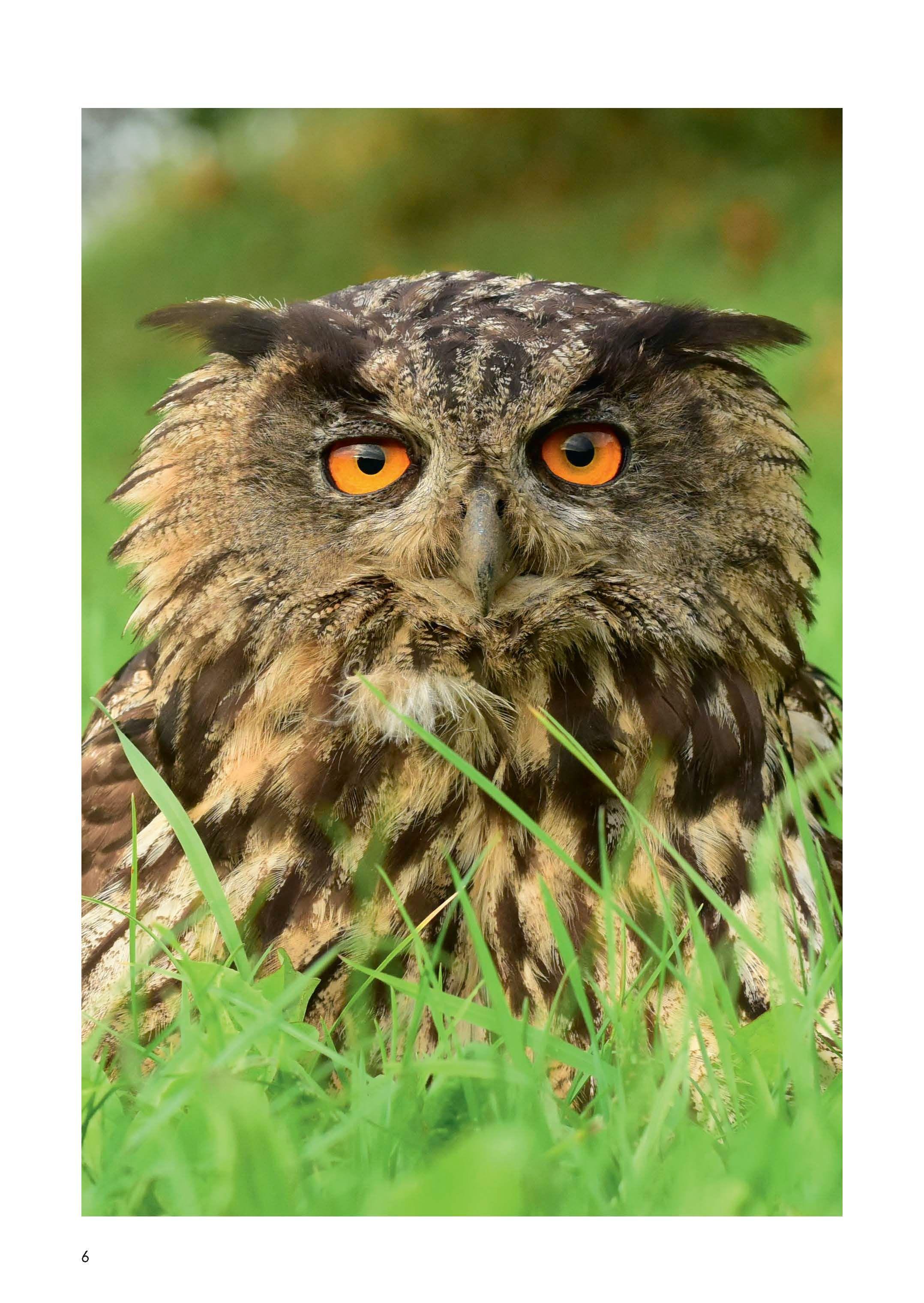 Beispielinhalt (Bild) Der Uhu in Bayern