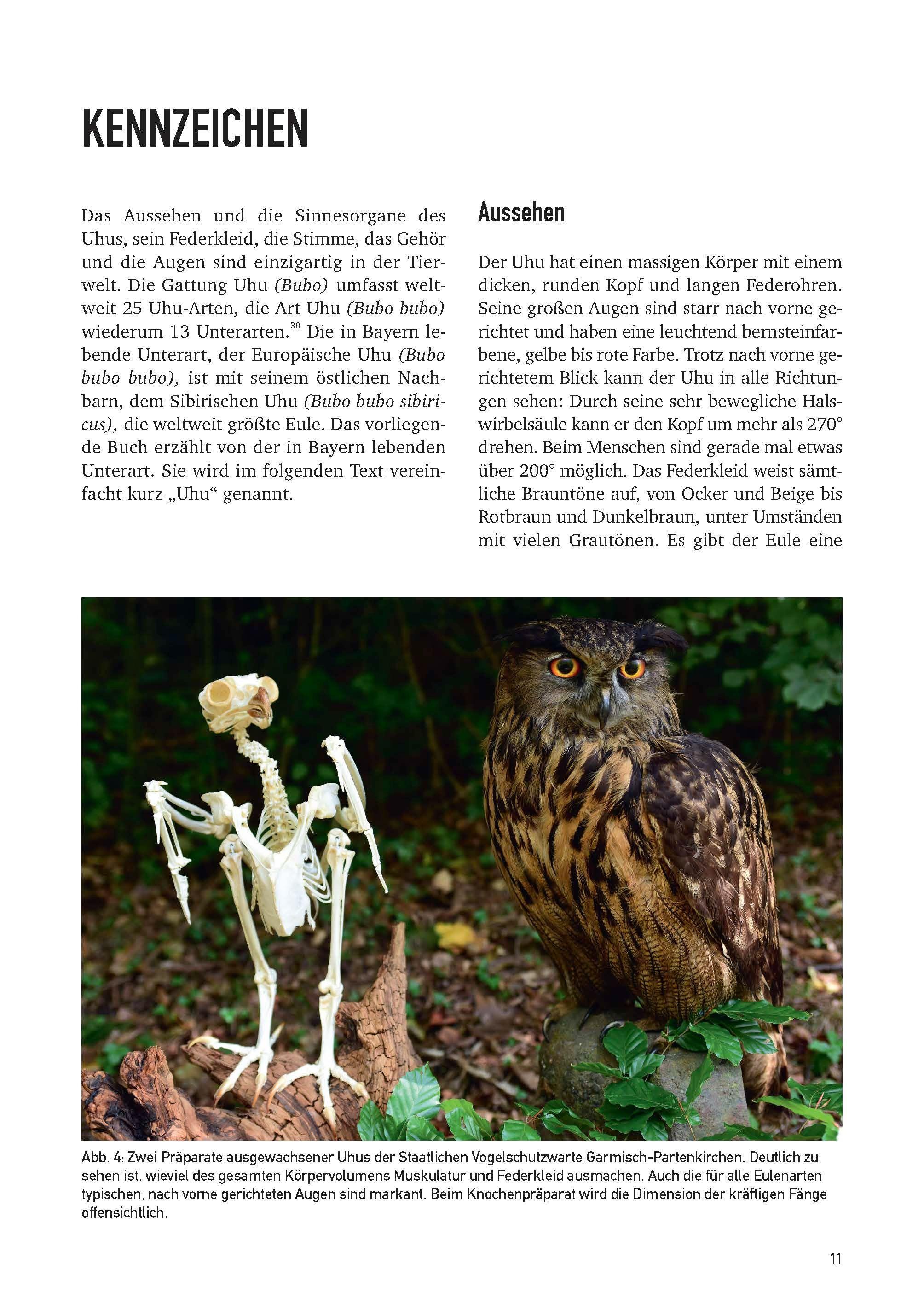 Beispielinhalt (Bild) Der Uhu in Bayern