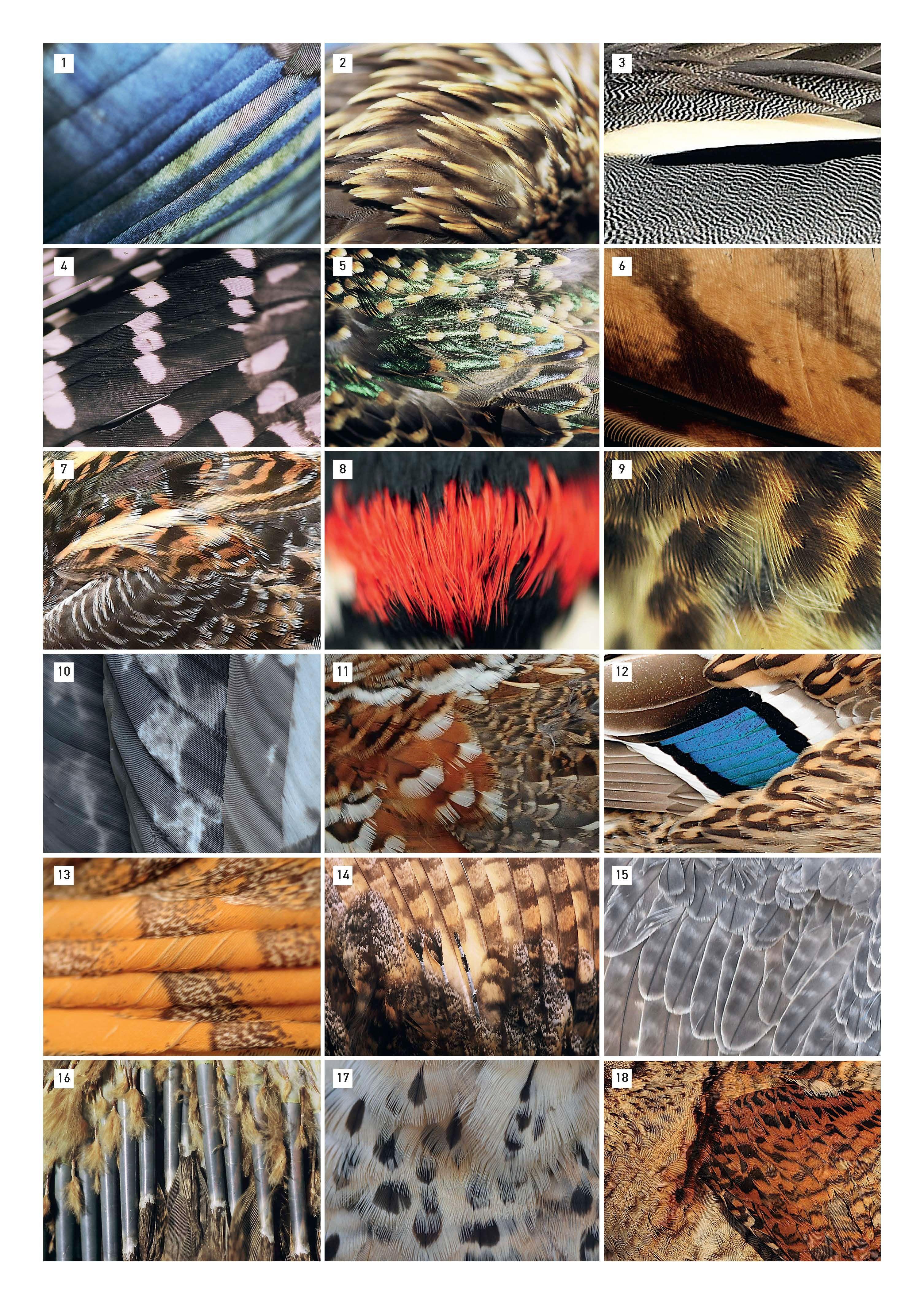 Beispielinhalt (Bild) Der Uhu in Bayern