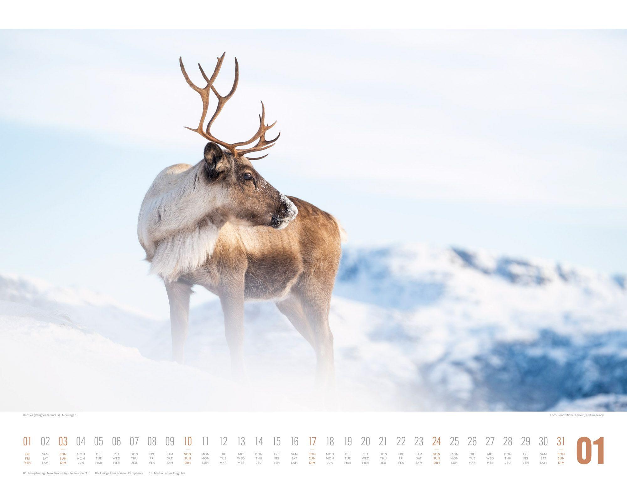 Beispielinhalt (Bild) Tierwelt Skandinavien Kalender 2027