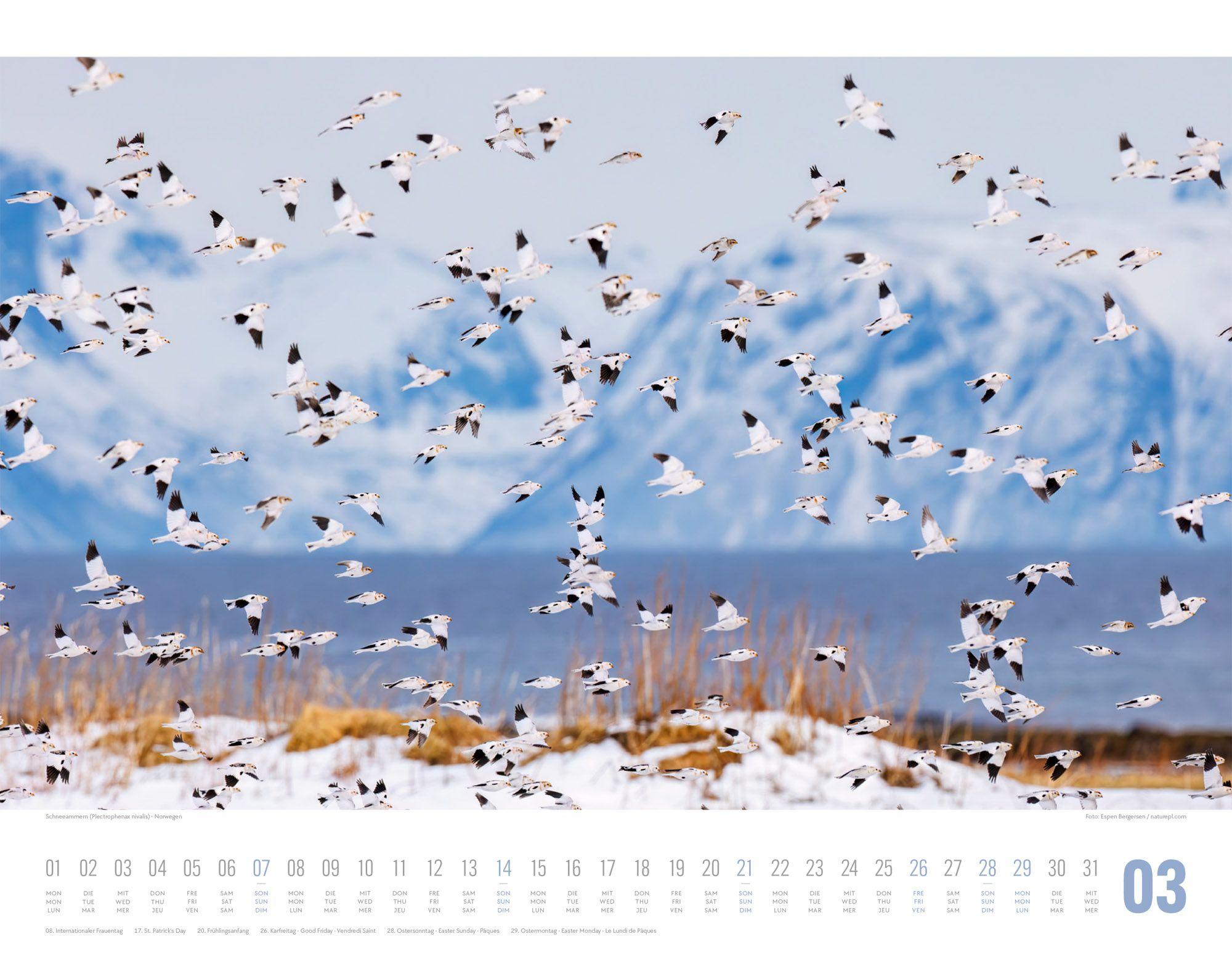 Beispielinhalt (Bild) Tierwelt Skandinavien Kalender 2027