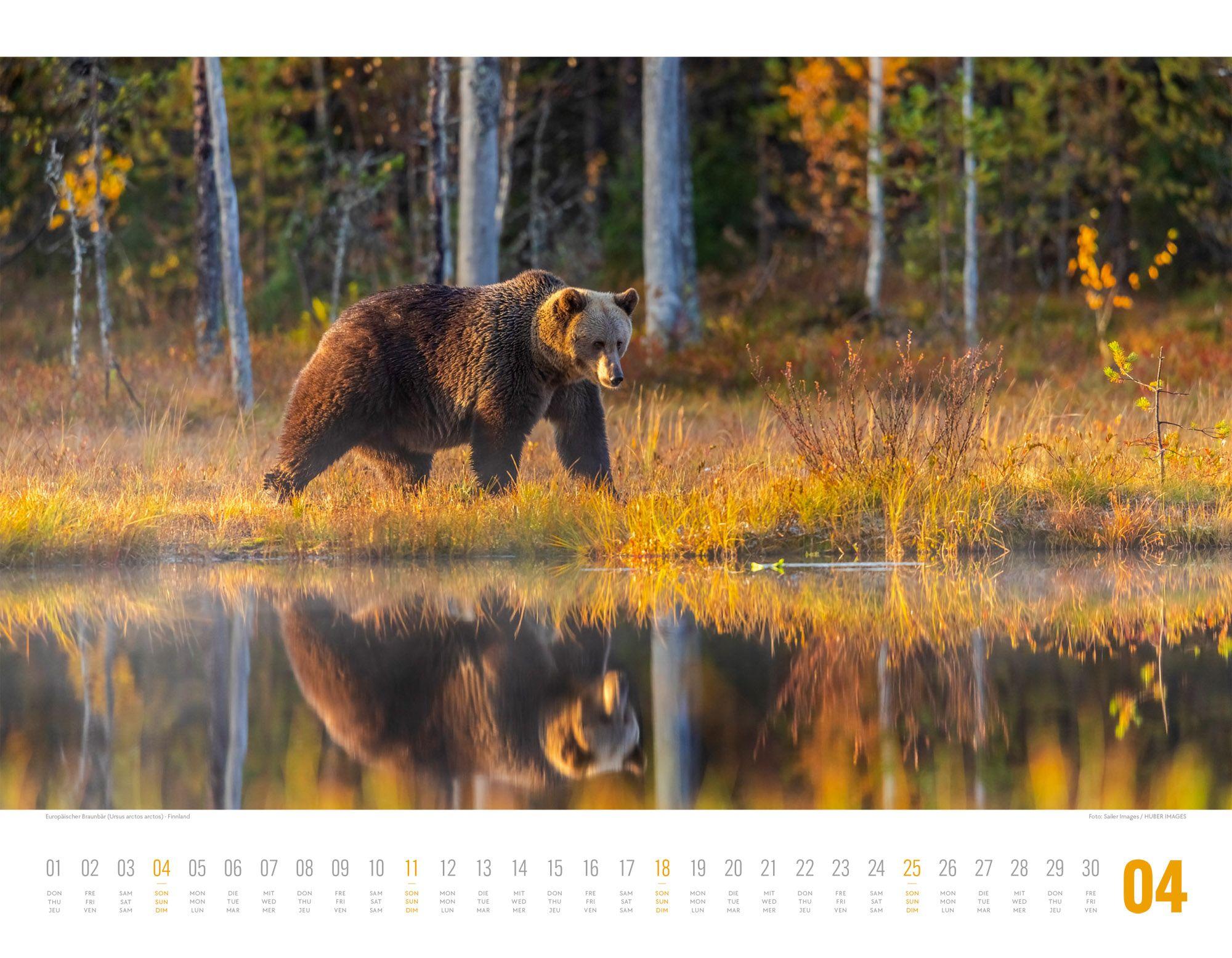 Beispielinhalt (Bild) Tierwelt Skandinavien Kalender 2027