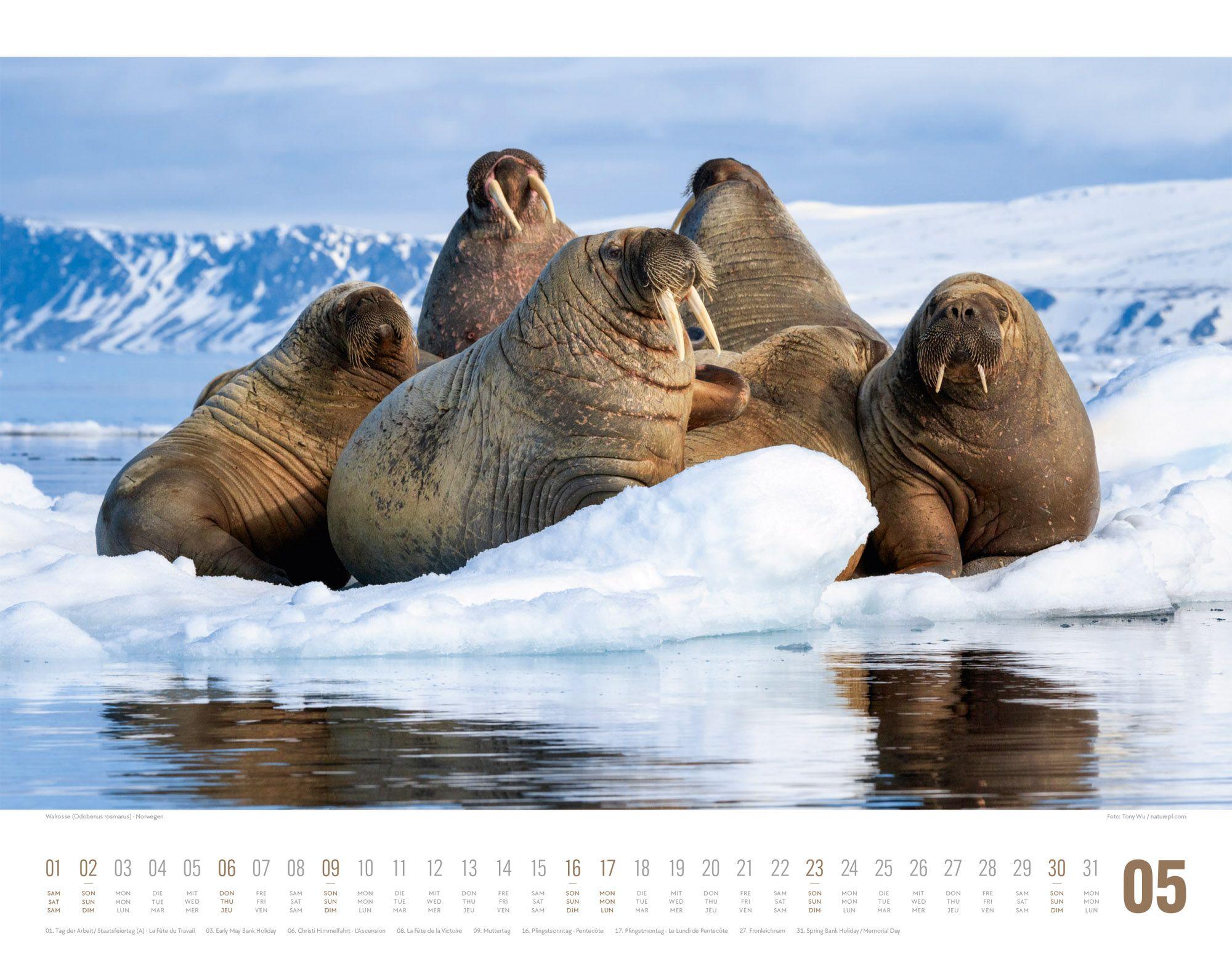 Beispielinhalt (Bild) Tierwelt Skandinavien Kalender 2027