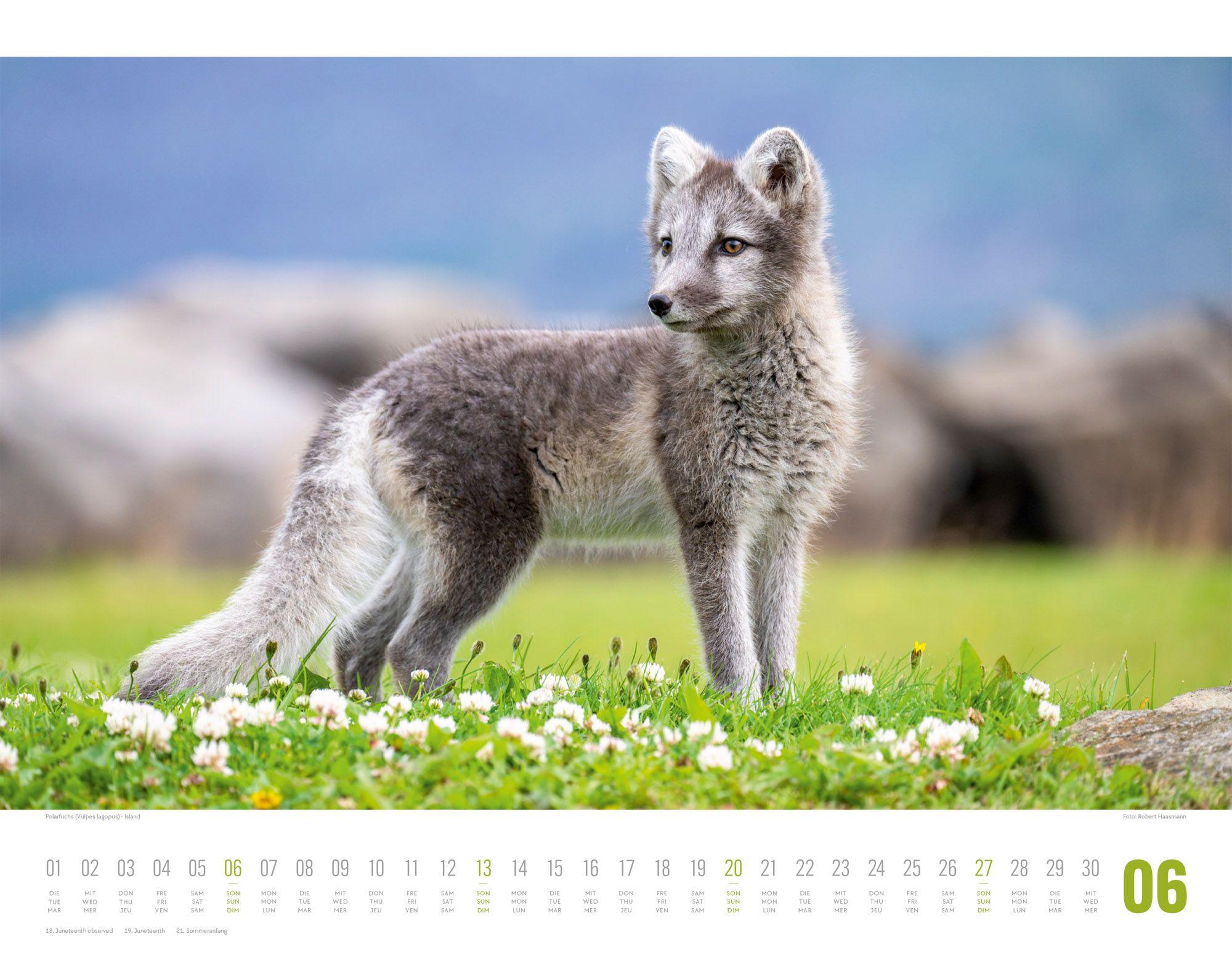 Beispielinhalt (Bild) Tierwelt Skandinavien Kalender 2027