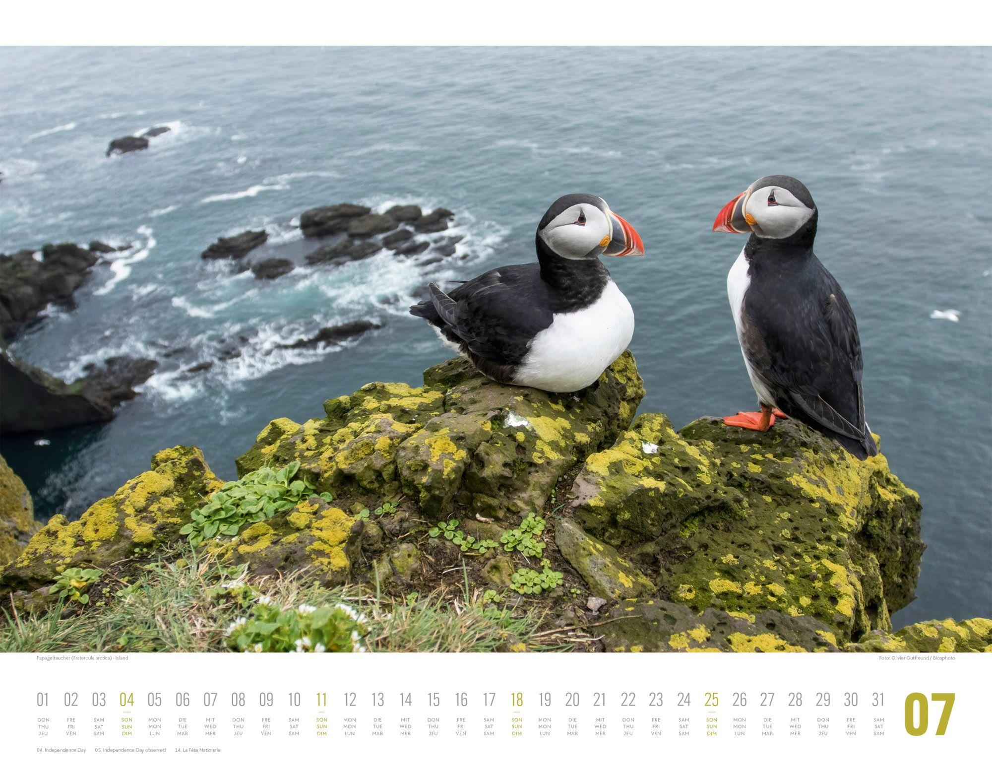 Beispielinhalt (Bild) Tierwelt Skandinavien Kalender 2027