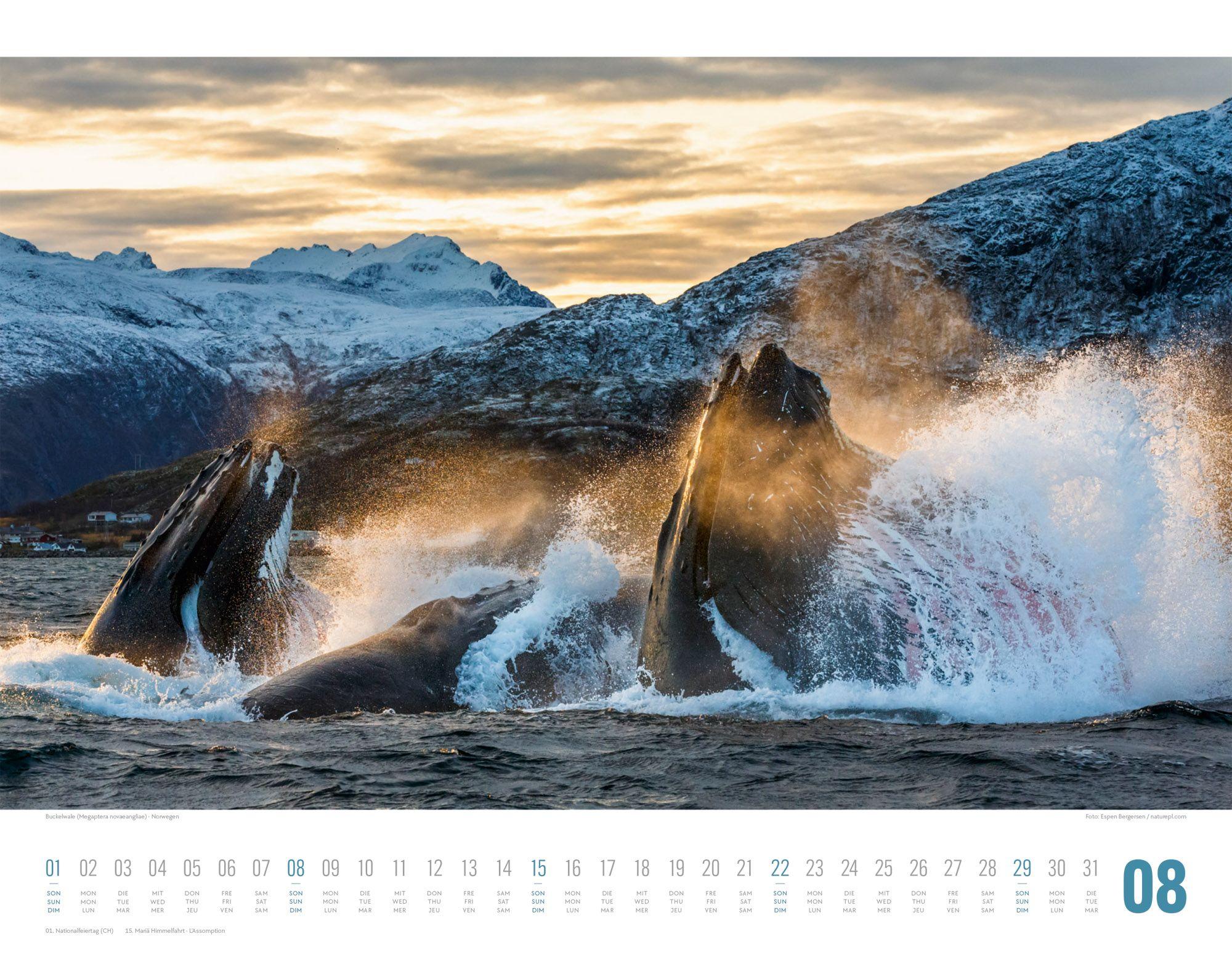 Beispielinhalt (Bild) Tierwelt Skandinavien Kalender 2027