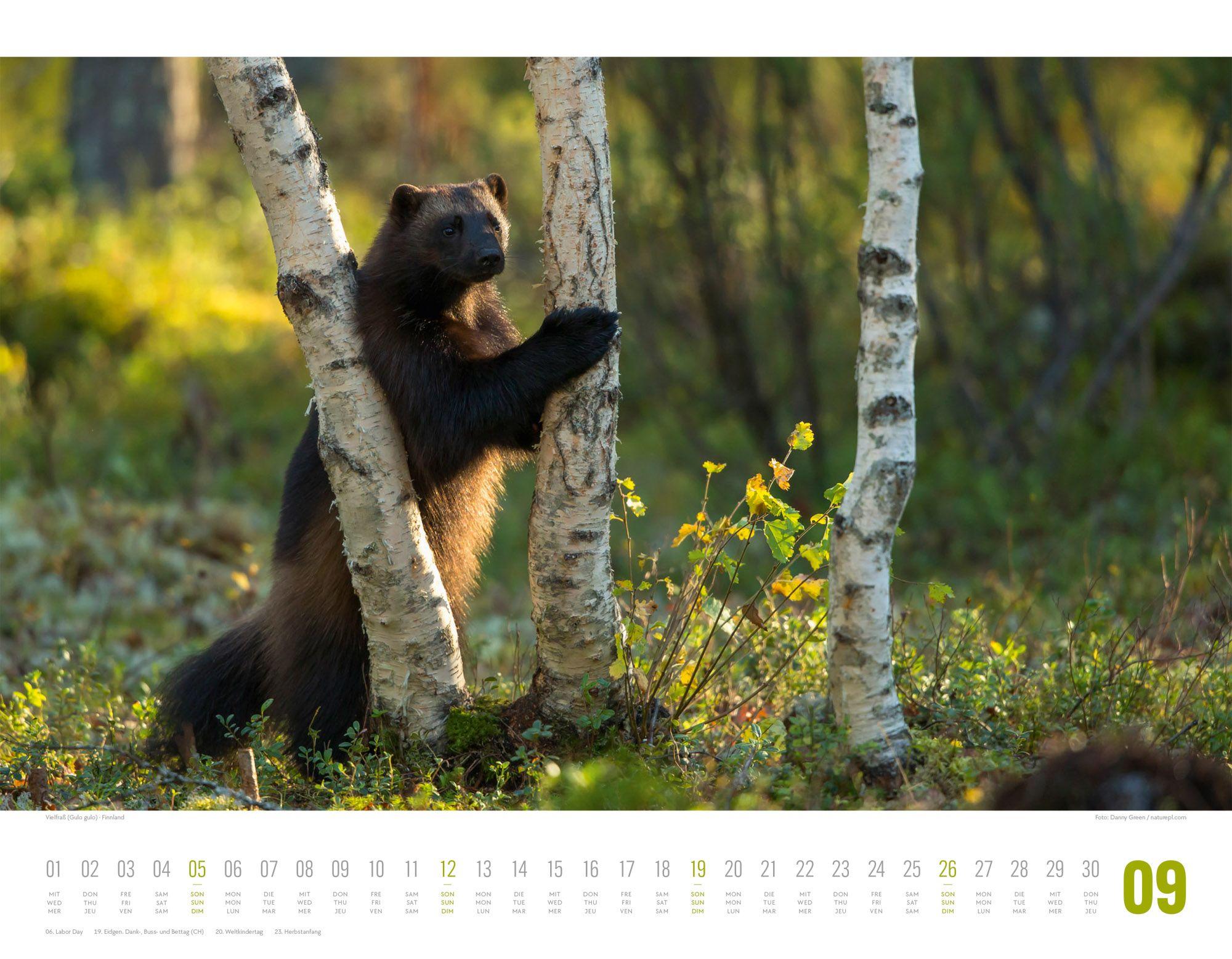 Beispielinhalt (Bild) Tierwelt Skandinavien Kalender 2027