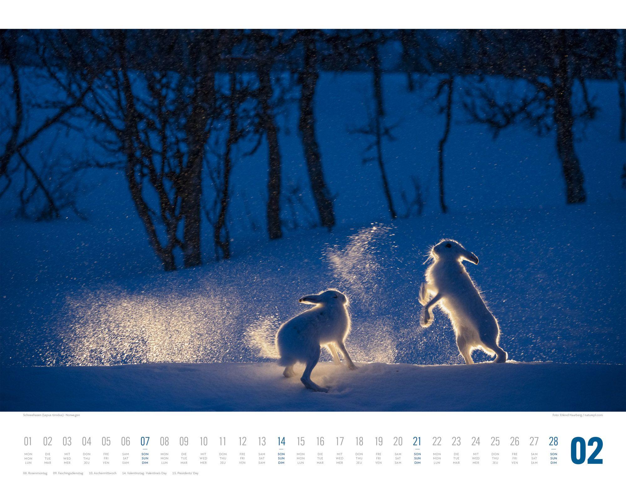Beispielinhalt (Bild) Tierwelt Skandinavien Kalender 2027