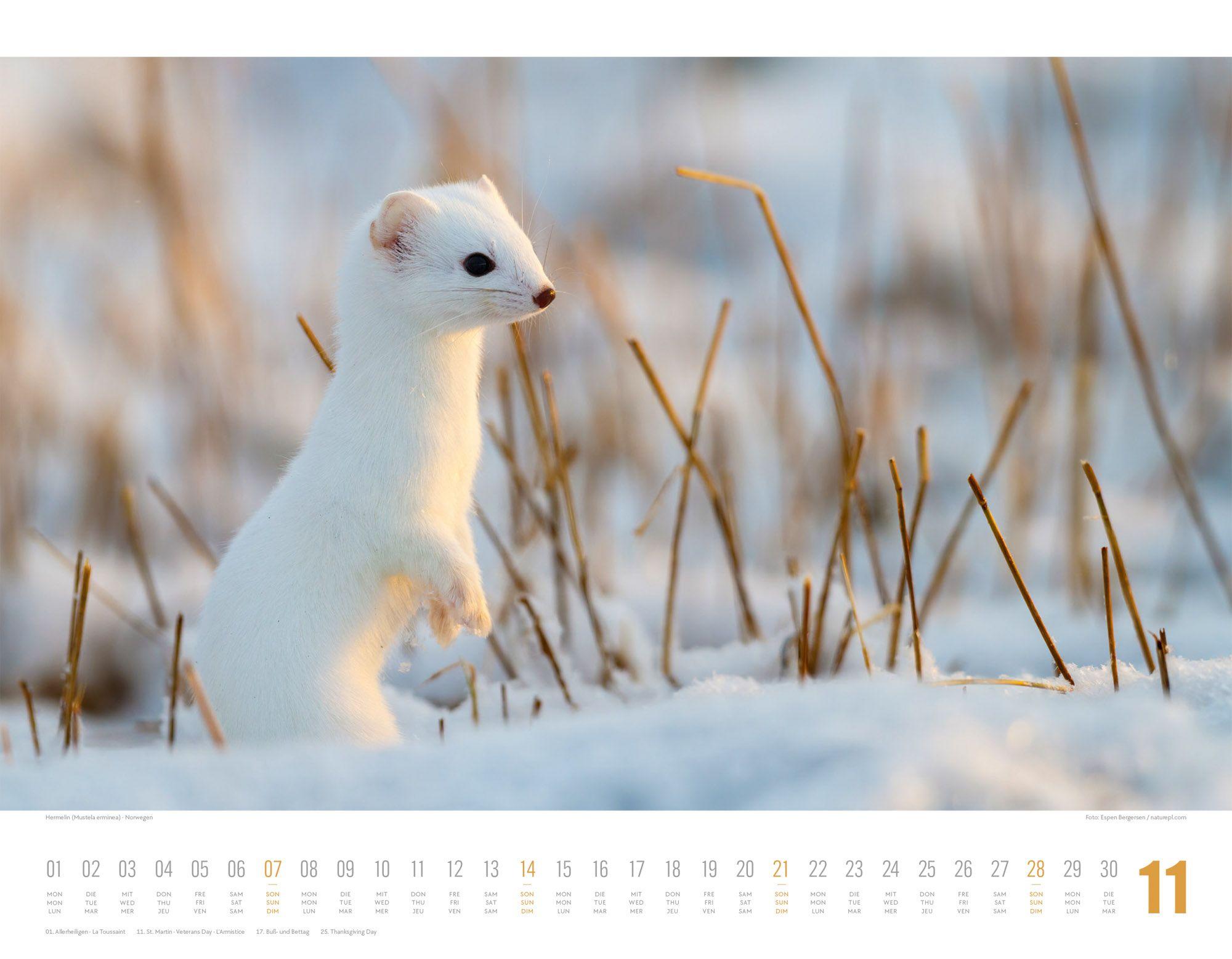 Beispielinhalt (Bild) Tierwelt Skandinavien Kalender 2027