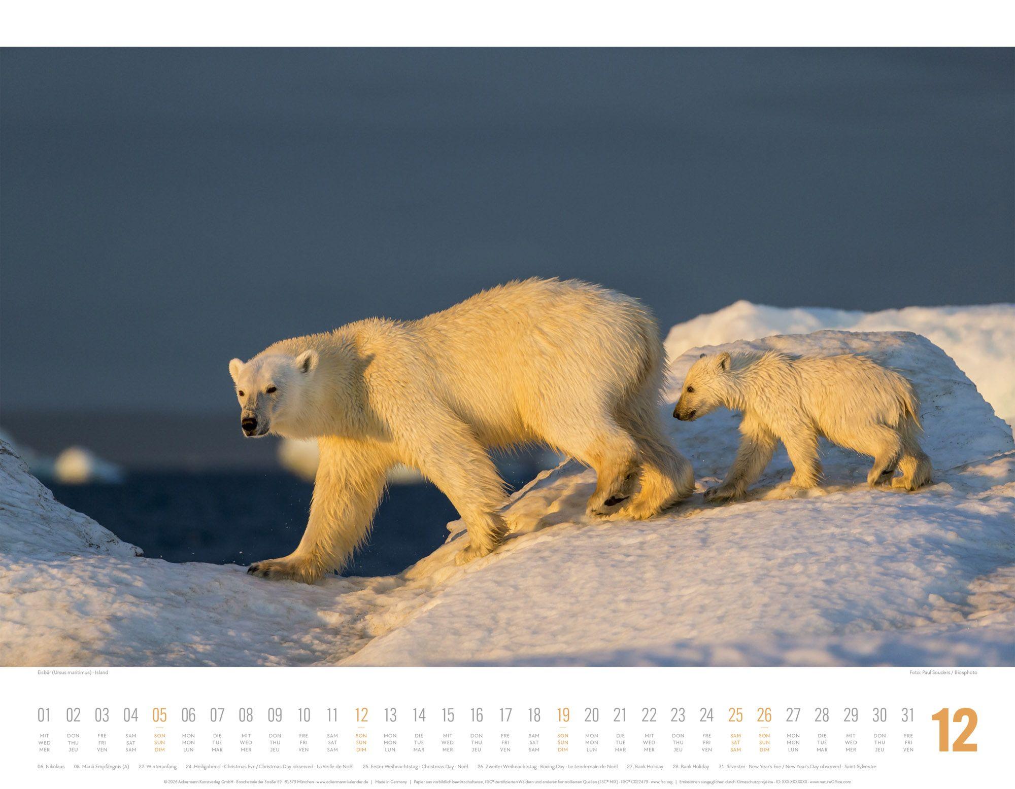 Beispielinhalt (Bild) Tierwelt Skandinavien Kalender 2027