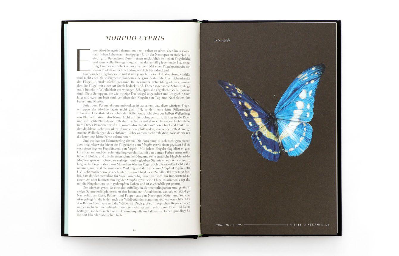 Beispielinhalt (Bild) Wunderwelt der Insekten