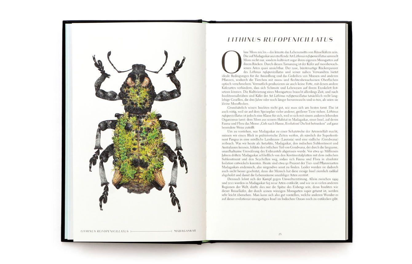 Beispielinhalt (Bild) Wunderwelt der Insekten