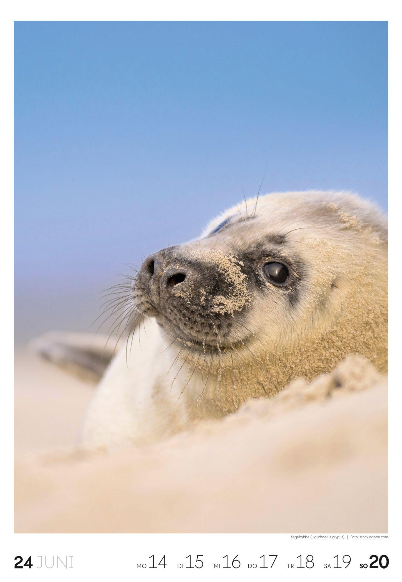 Beispielinhalt (Bild) Küste Wochenkalender 2027