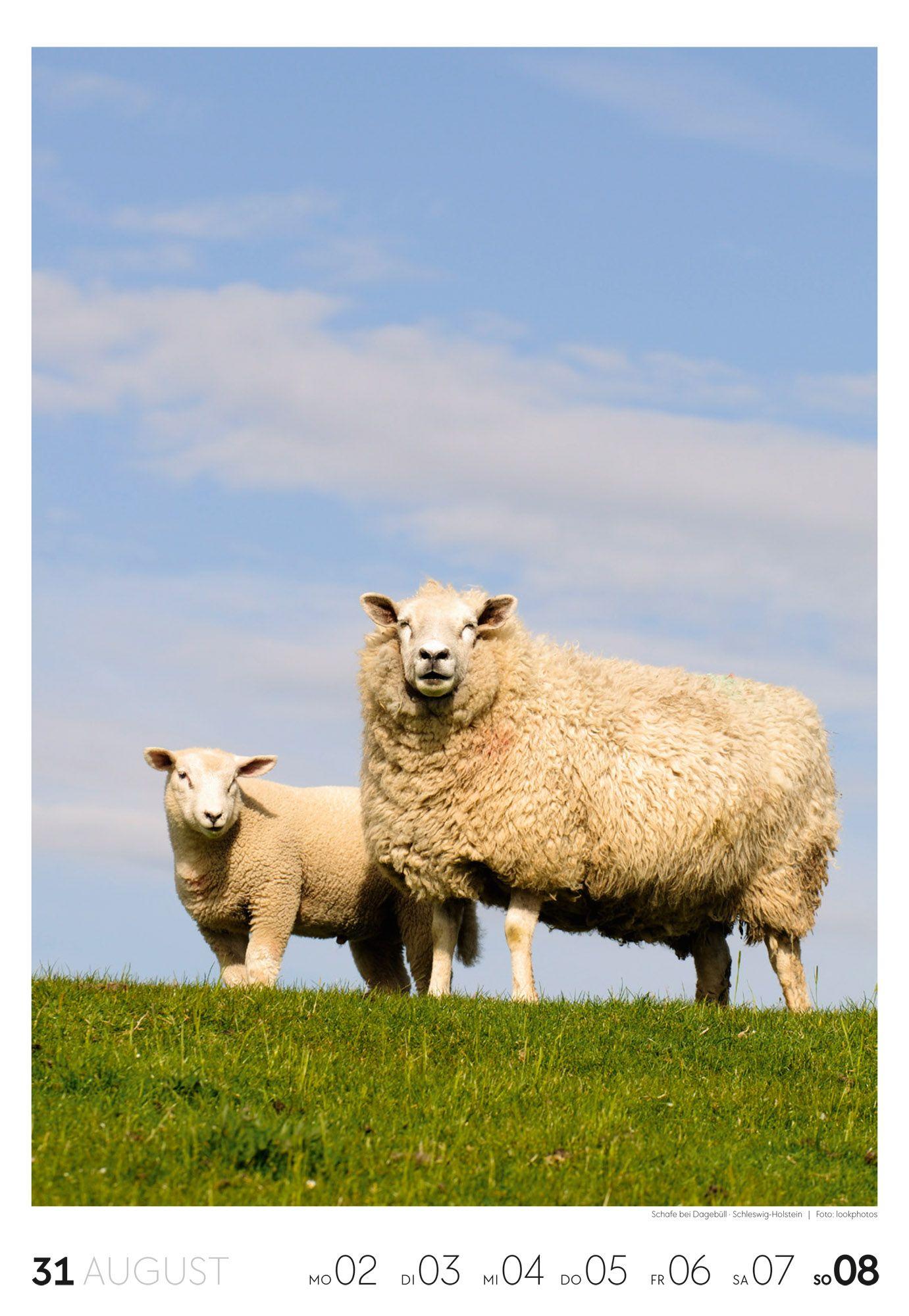 Beispielinhalt (Bild) Küste Wochenkalender 2027