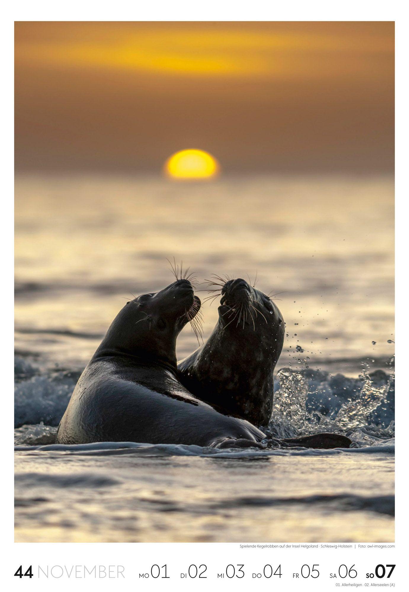 Beispielinhalt (Bild) Küste Wochenkalender 2027