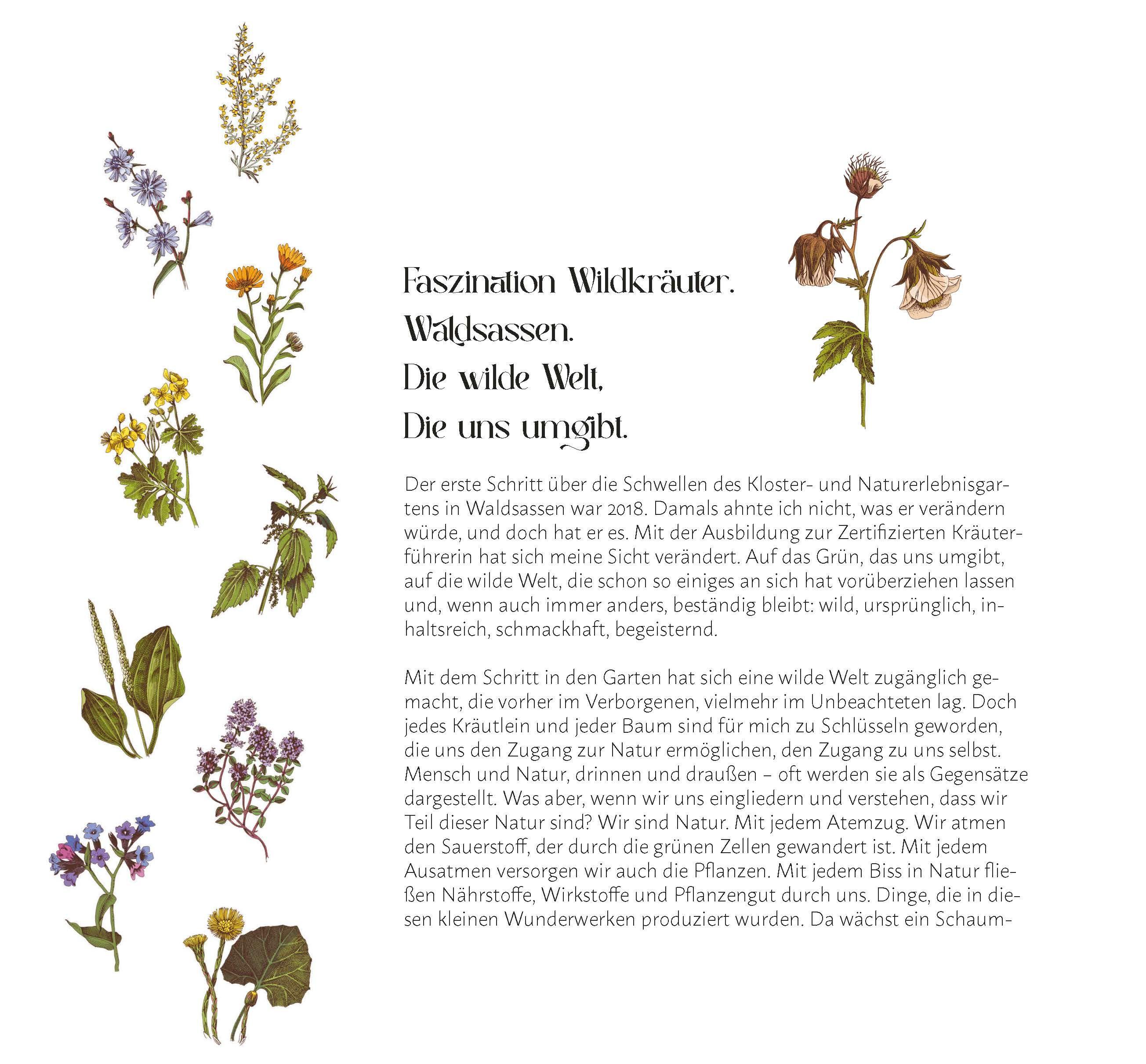 Beispielinhalt (Bild) Faszination Wildkräuter