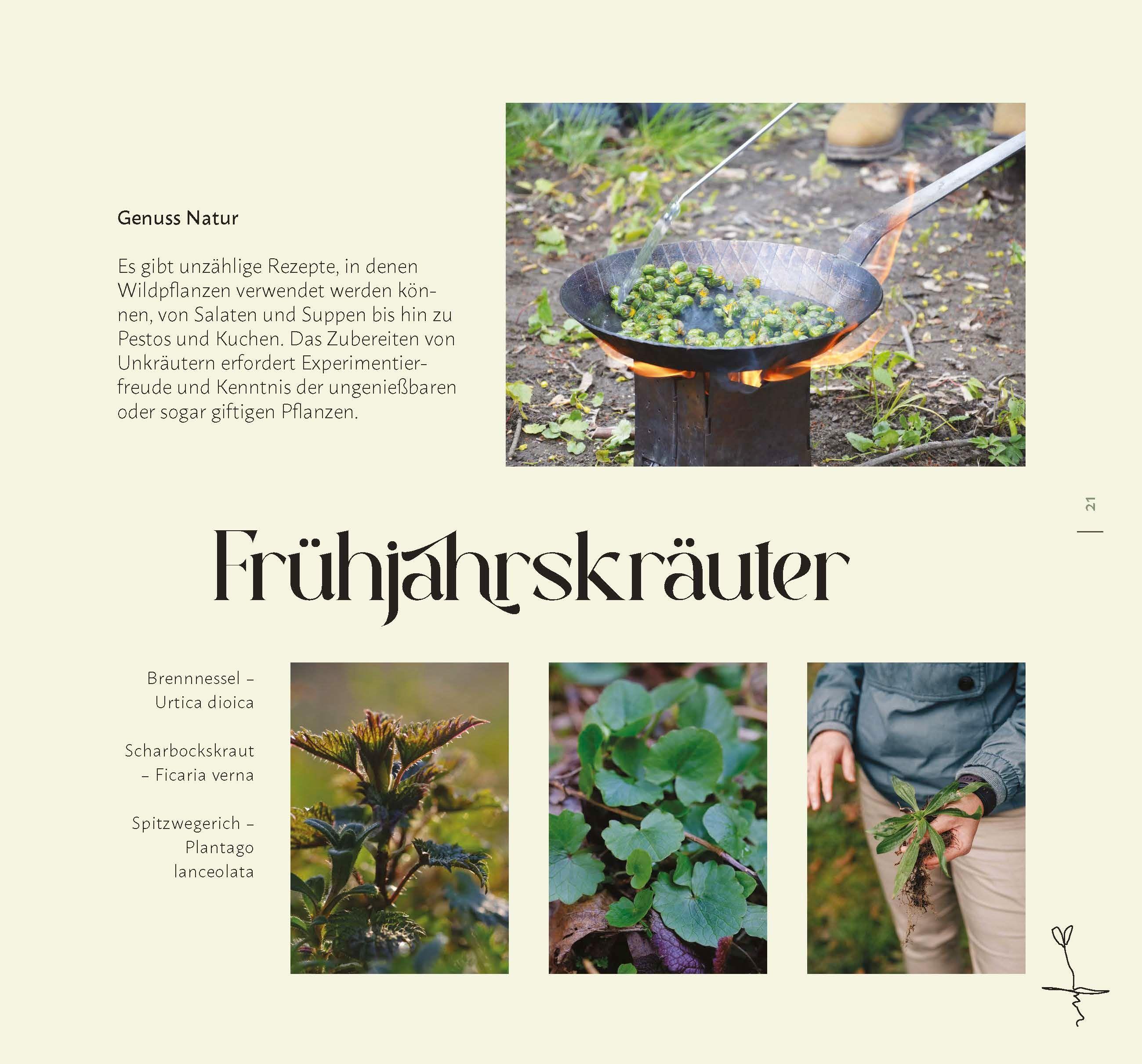 Beispielinhalt (Bild) Faszination Wildkräuter