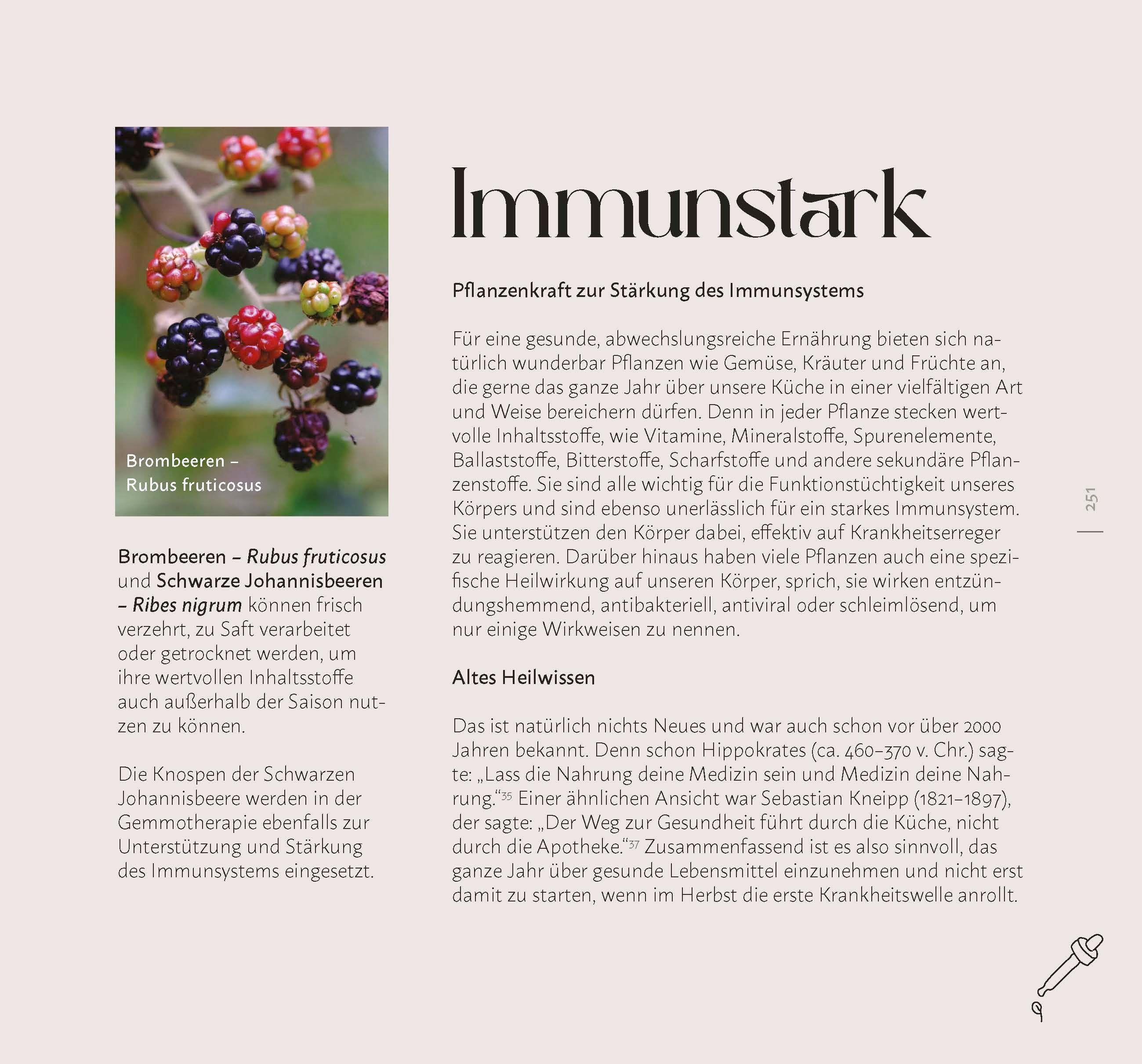 Beispielinhalt (Bild) Faszination Wildkräuter