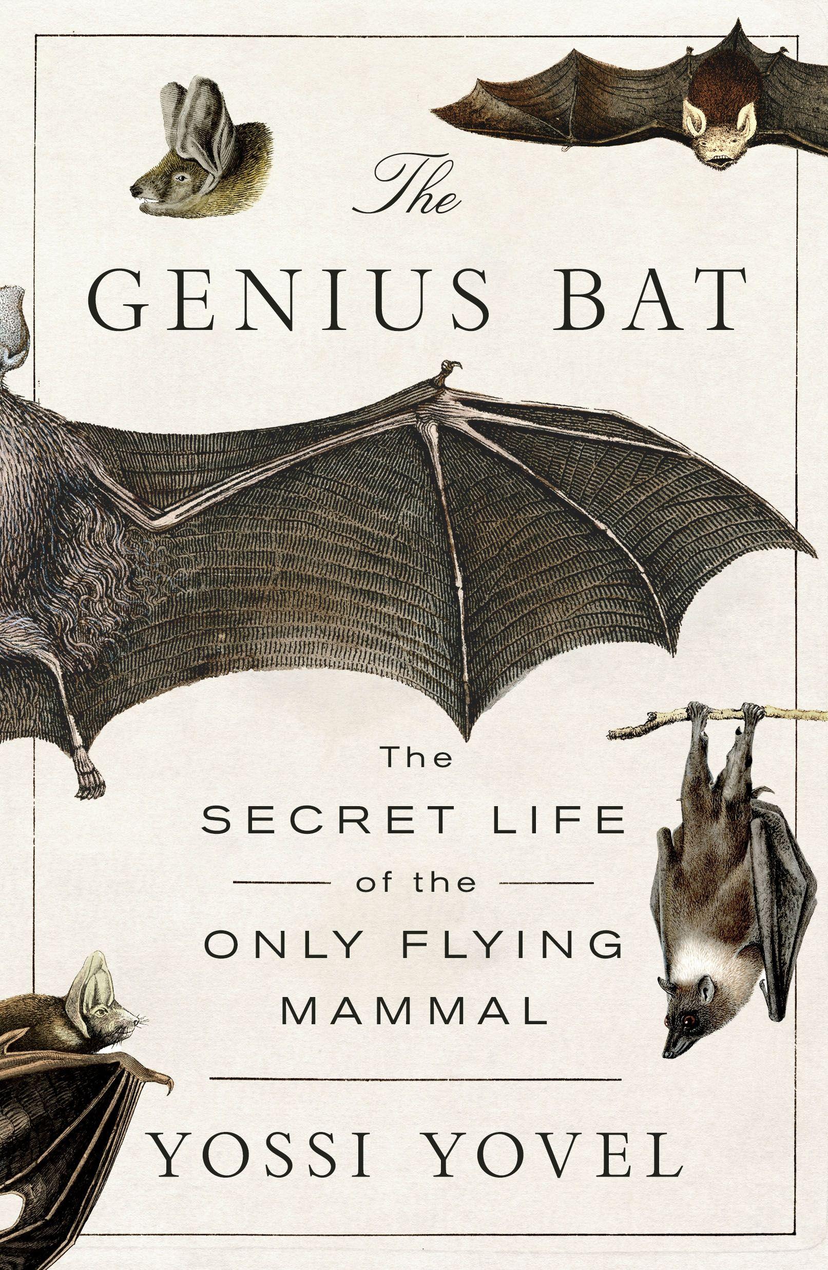 Vorderes Coverbild The Genius Bat