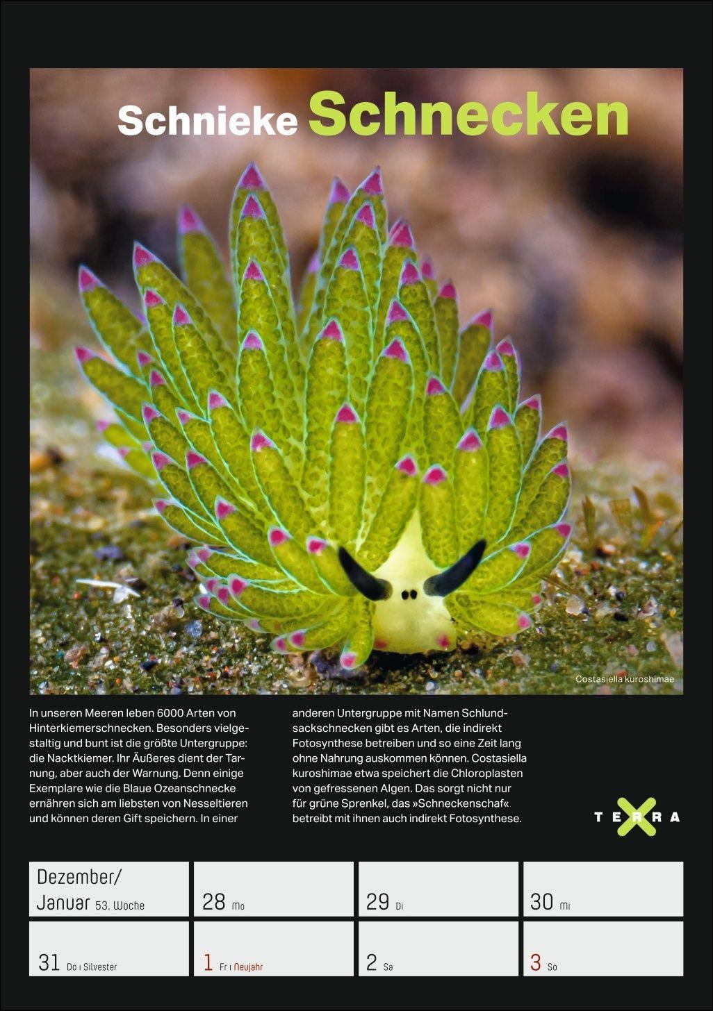 Beispielinhalt (Bild) Terra X - Das Wunder Erde Wochenplaner 2027