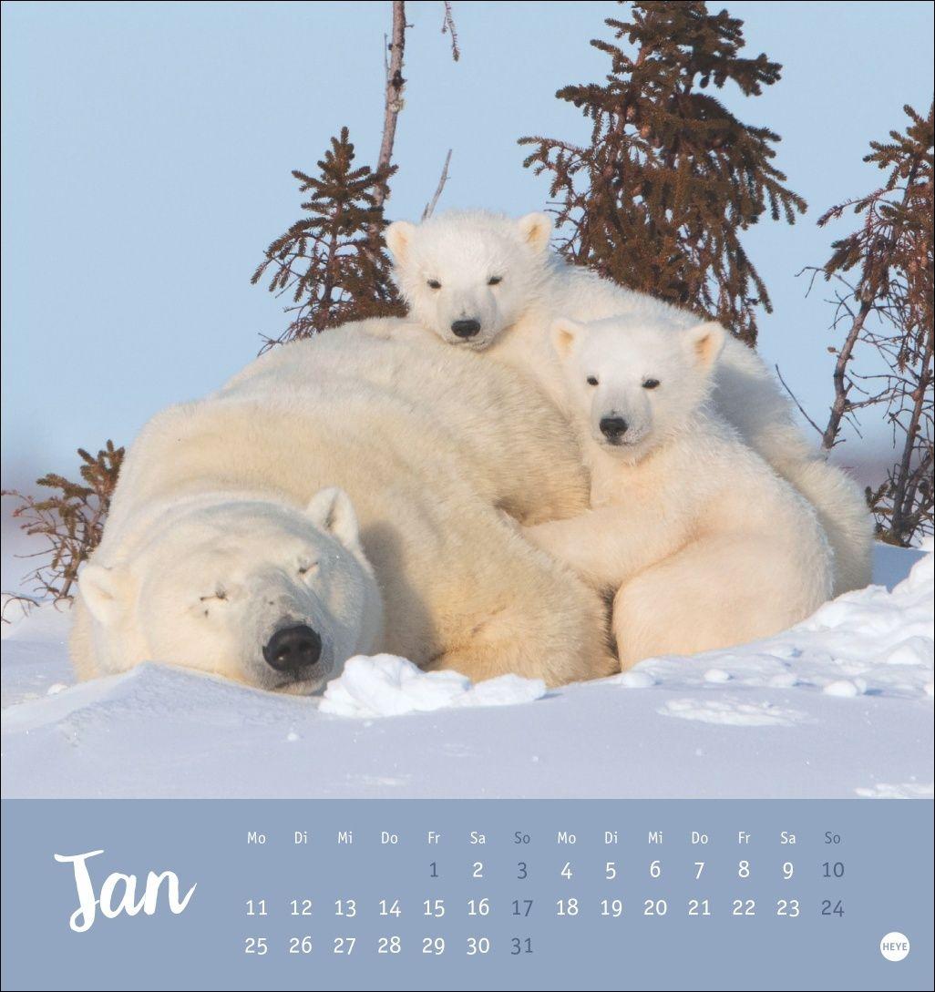 Beispielinhalt (Bild) Bärenstark Postkartenkalender 2027