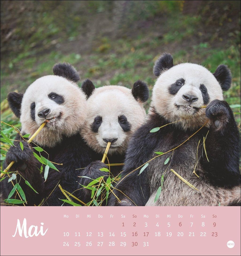 Beispielinhalt (Bild) Bärenstark Postkartenkalender 2027