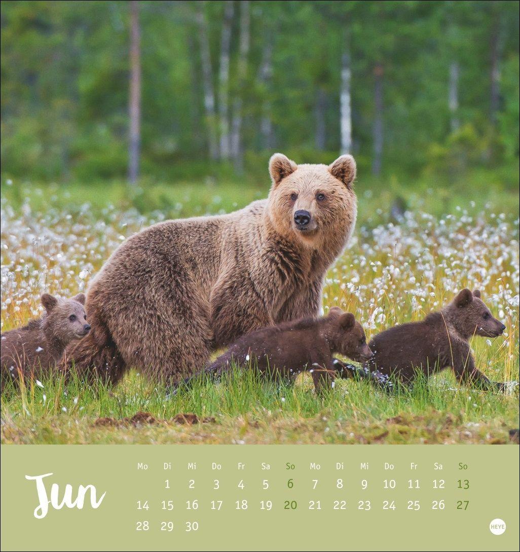 Beispielinhalt (Bild) Bärenstark Postkartenkalender 2027