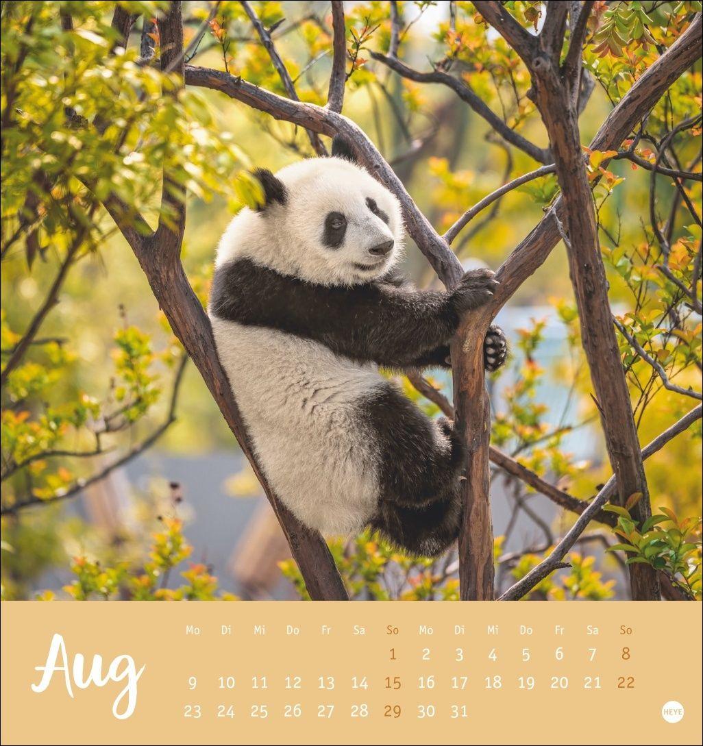 Beispielinhalt (Bild) Bärenstark Postkartenkalender 2027