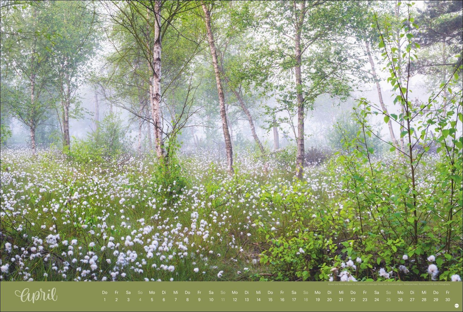 Beispielinhalt (Bild) Zauberwälder Edition Kalender 2027