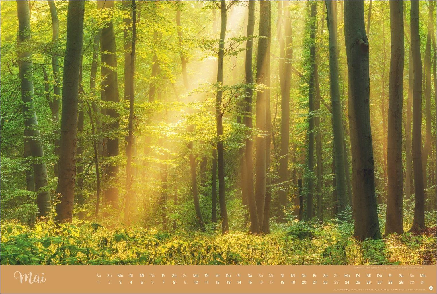 Beispielinhalt (Bild) Zauberwälder Edition Kalender 2027